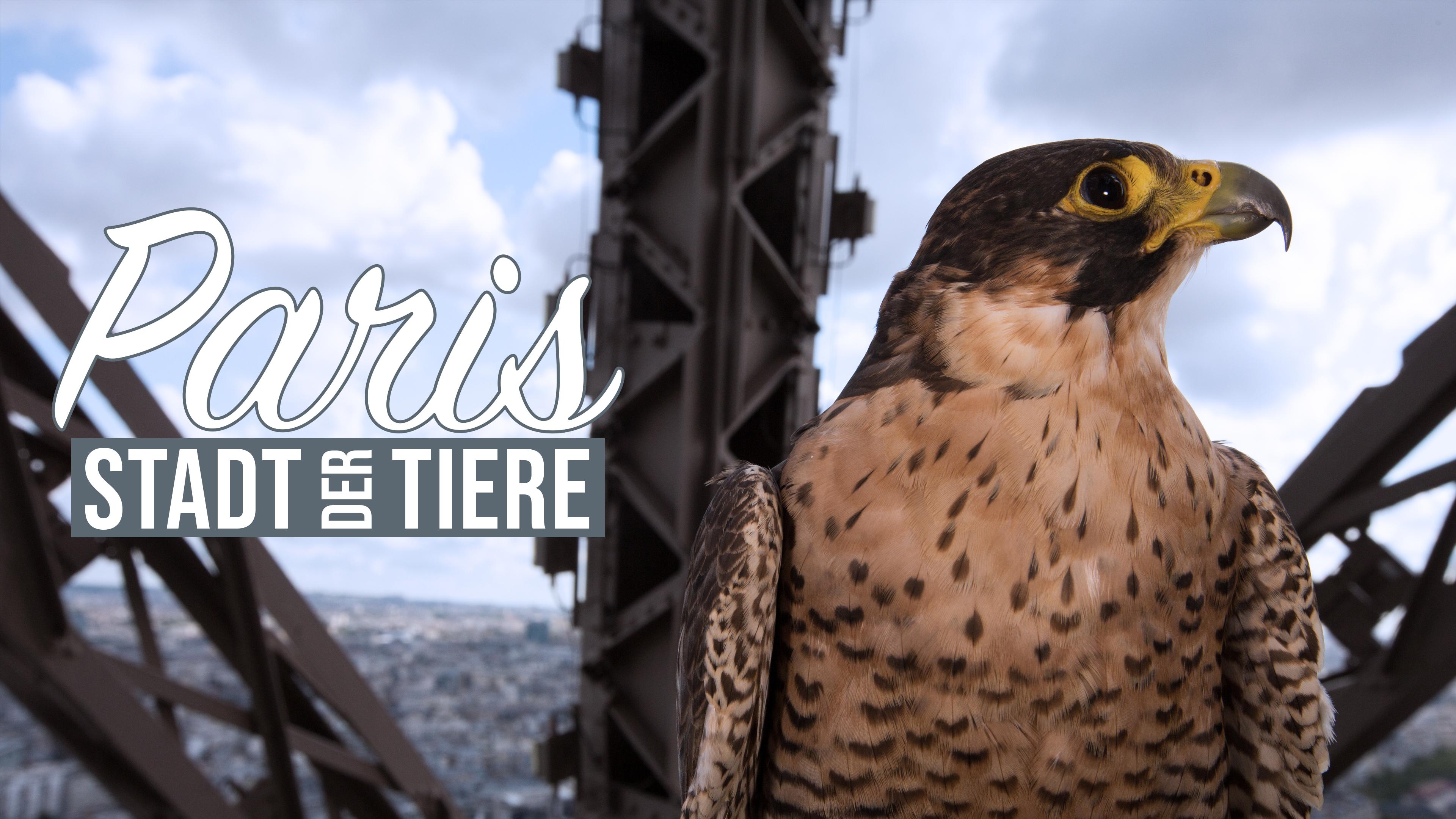 Paris - Stadt der Tiere