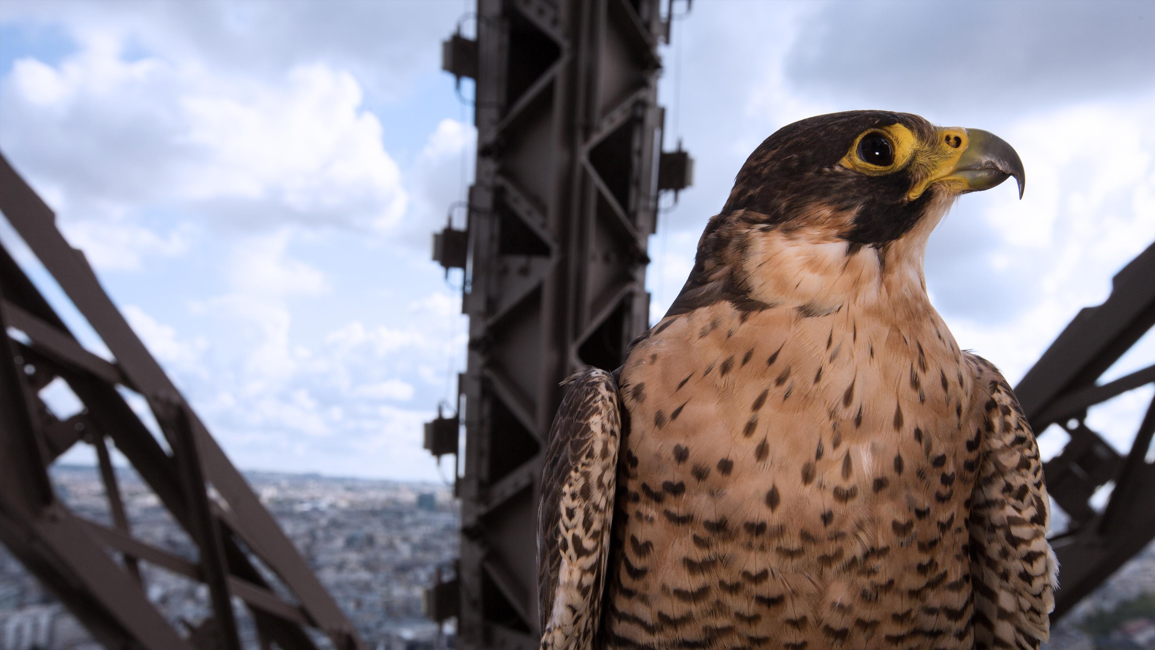 Paris - Stadt der Tiere