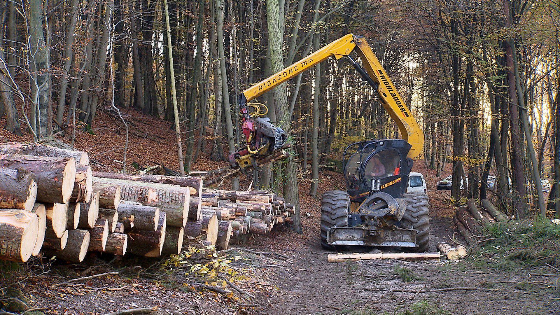 Holz