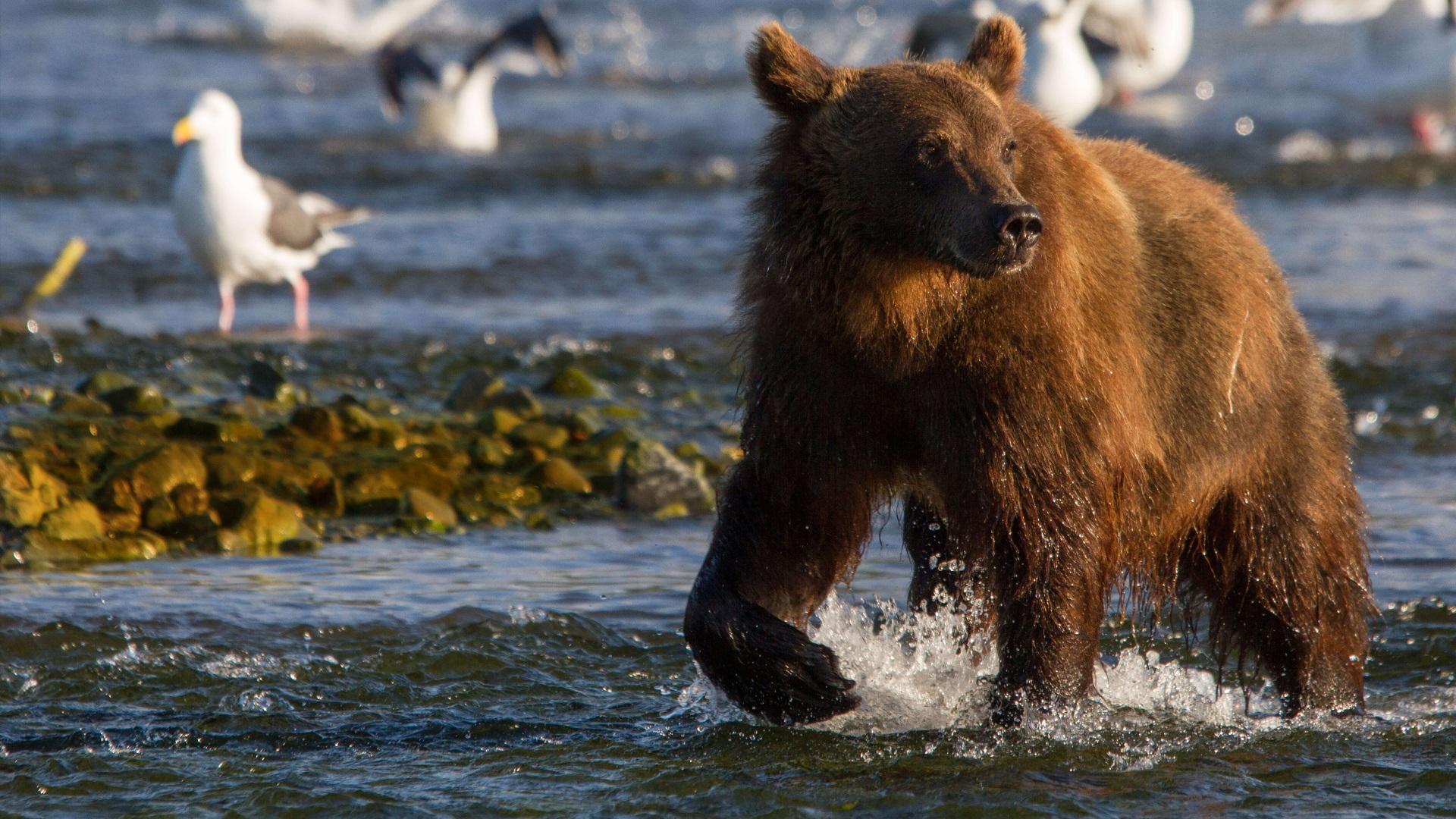 Amur - Asiens Amazonas