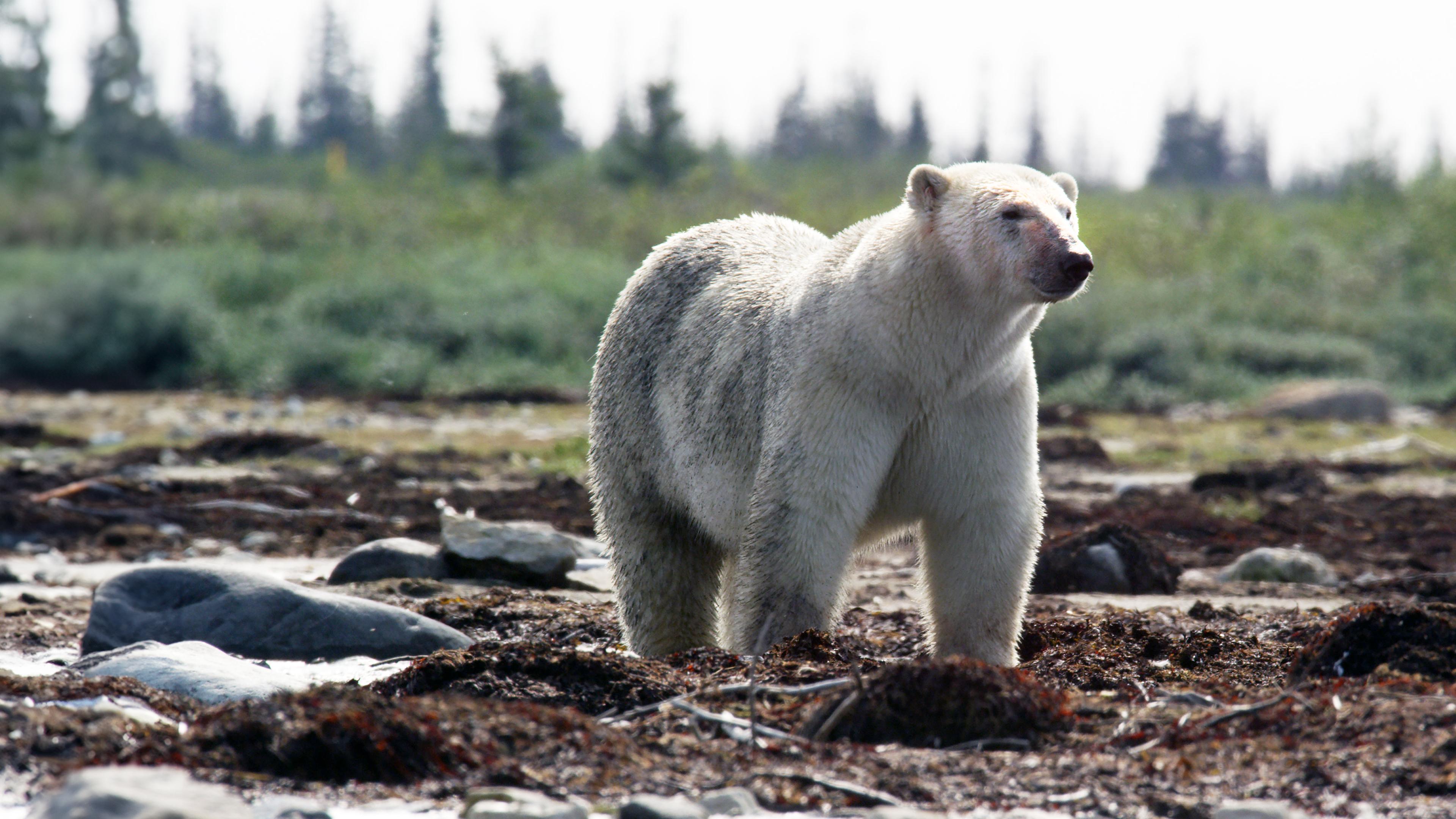 Kanada: Ein Jahr in der Wildnis