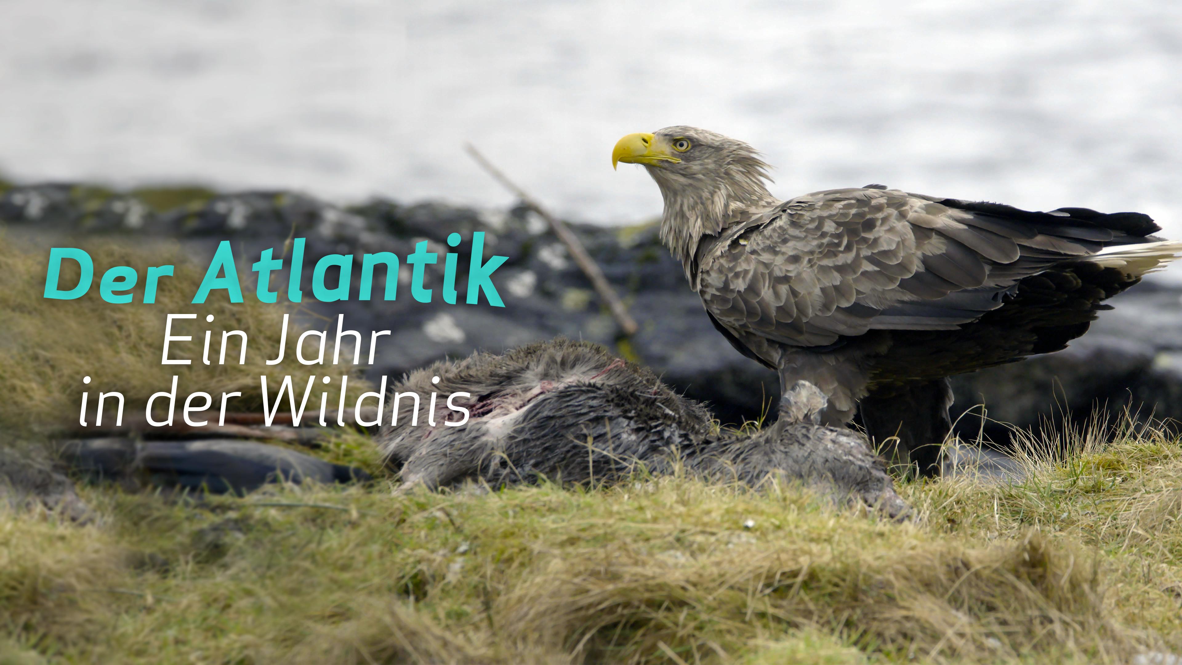 Der Atlantik: Ein Jahr in der Wildnis