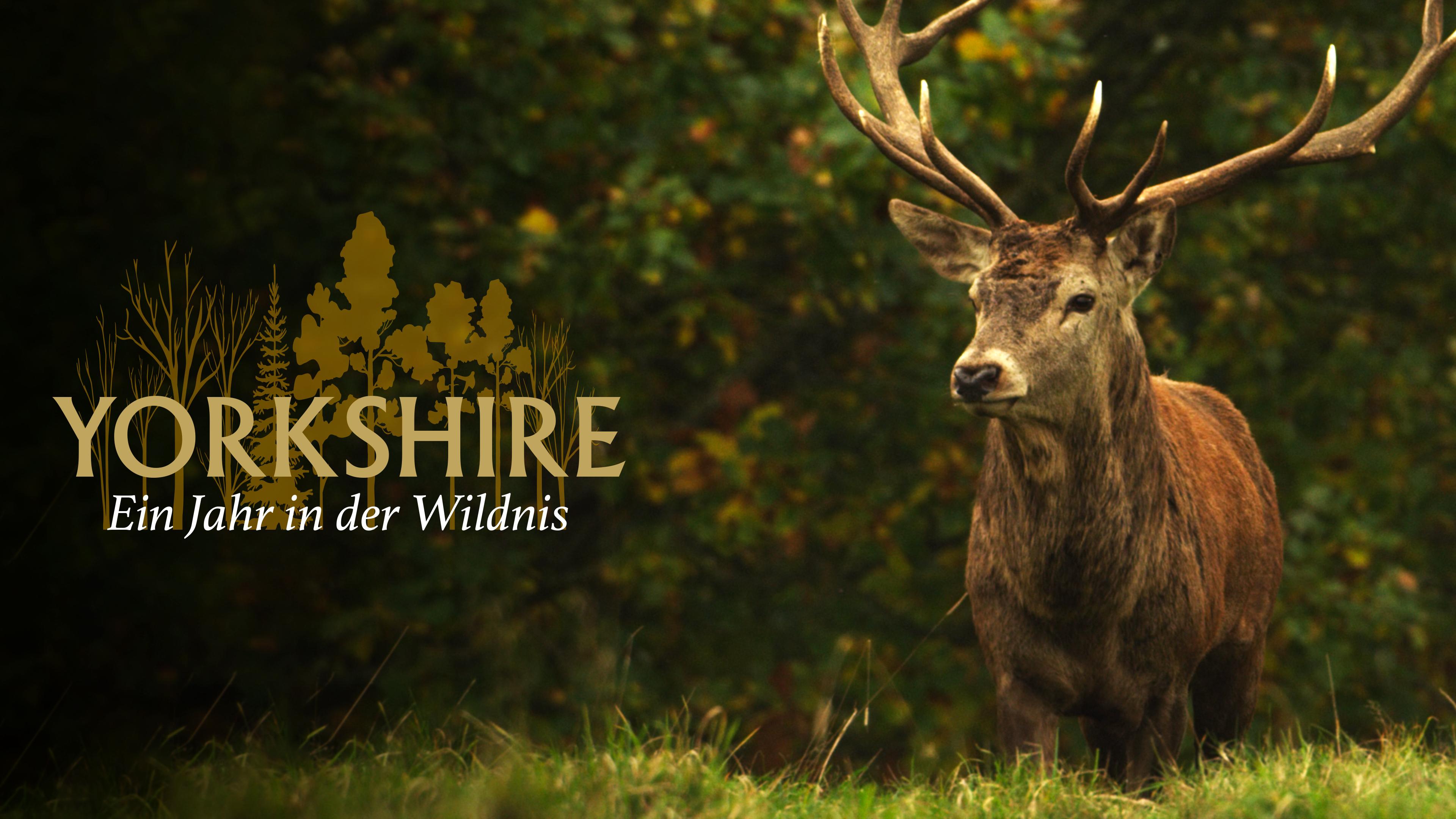 Yorkshire: Ein Jahr in der Wildnis