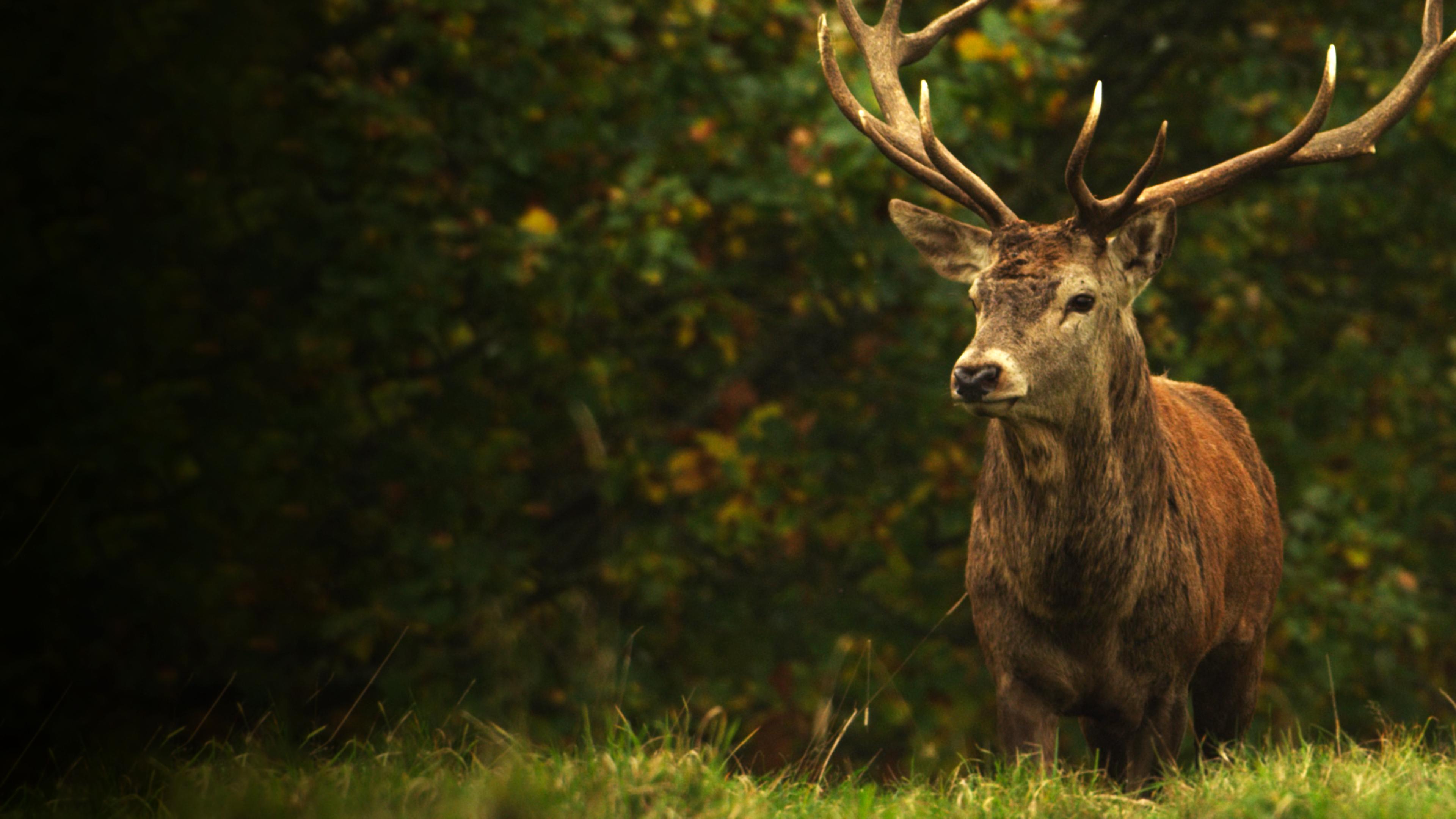 Yorkshire: Ein Jahr in der Wildnis