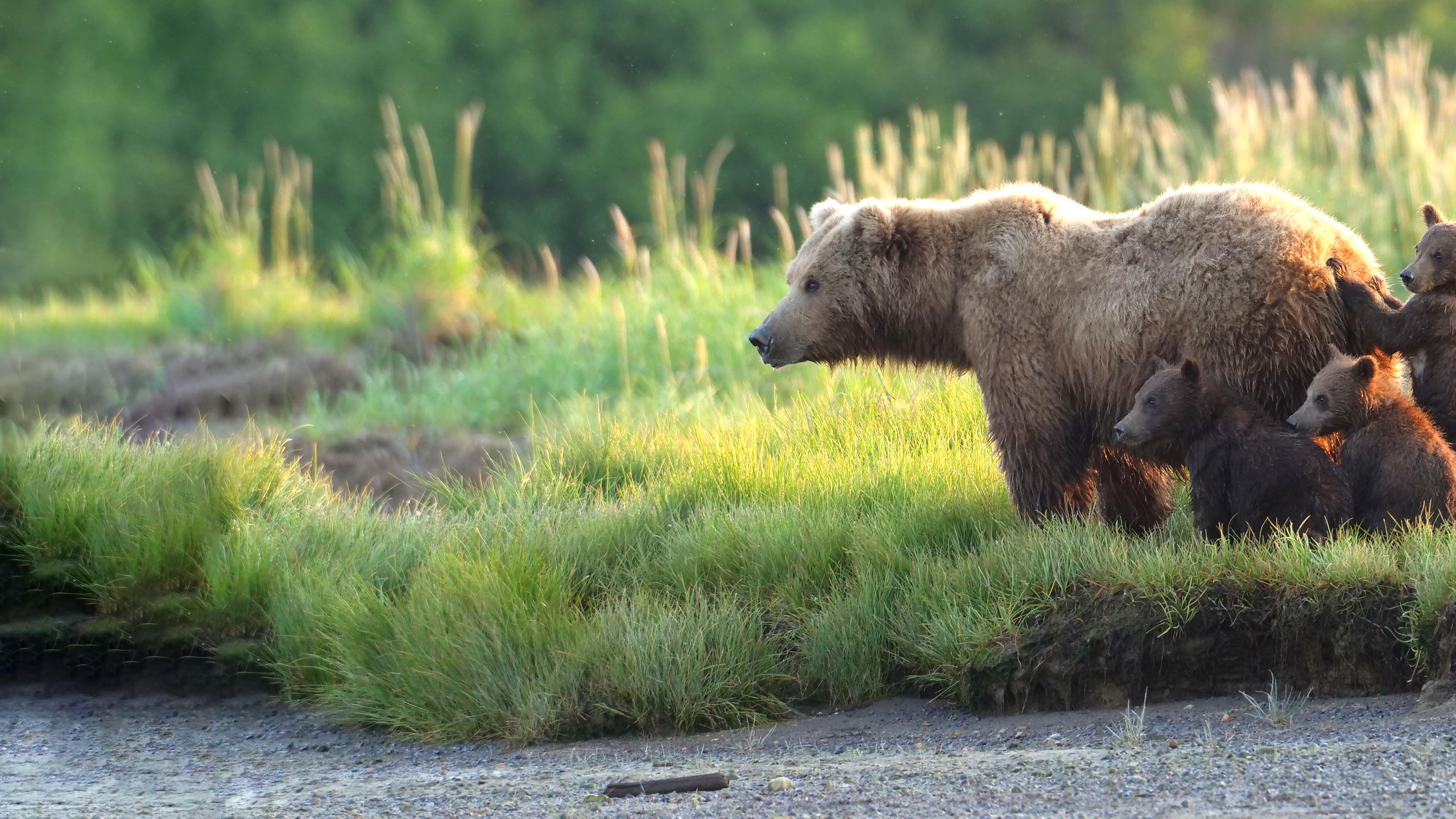 Alaska: Ein Jahr in der Wildnis