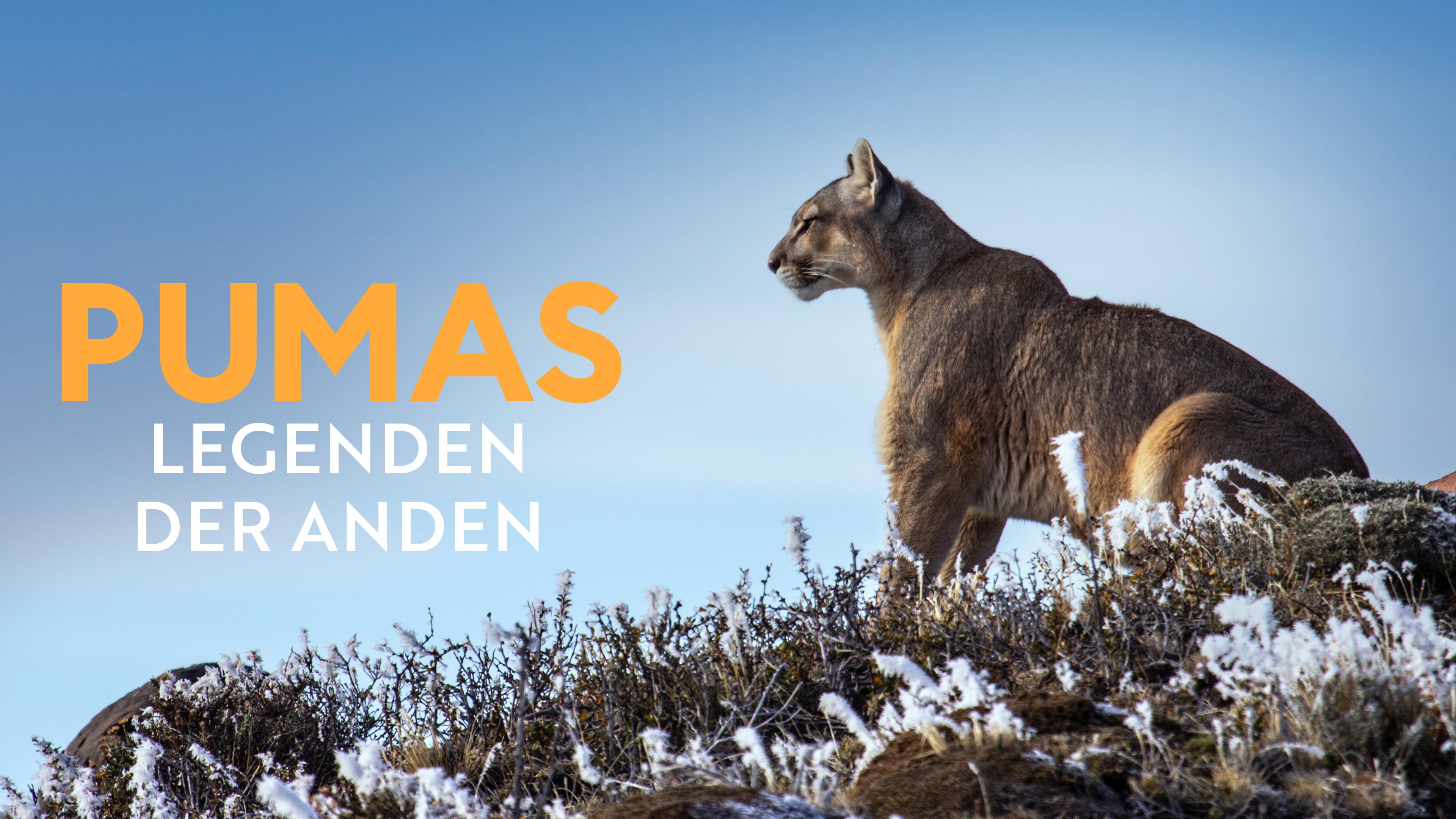 Pumas - Legenden der Anden