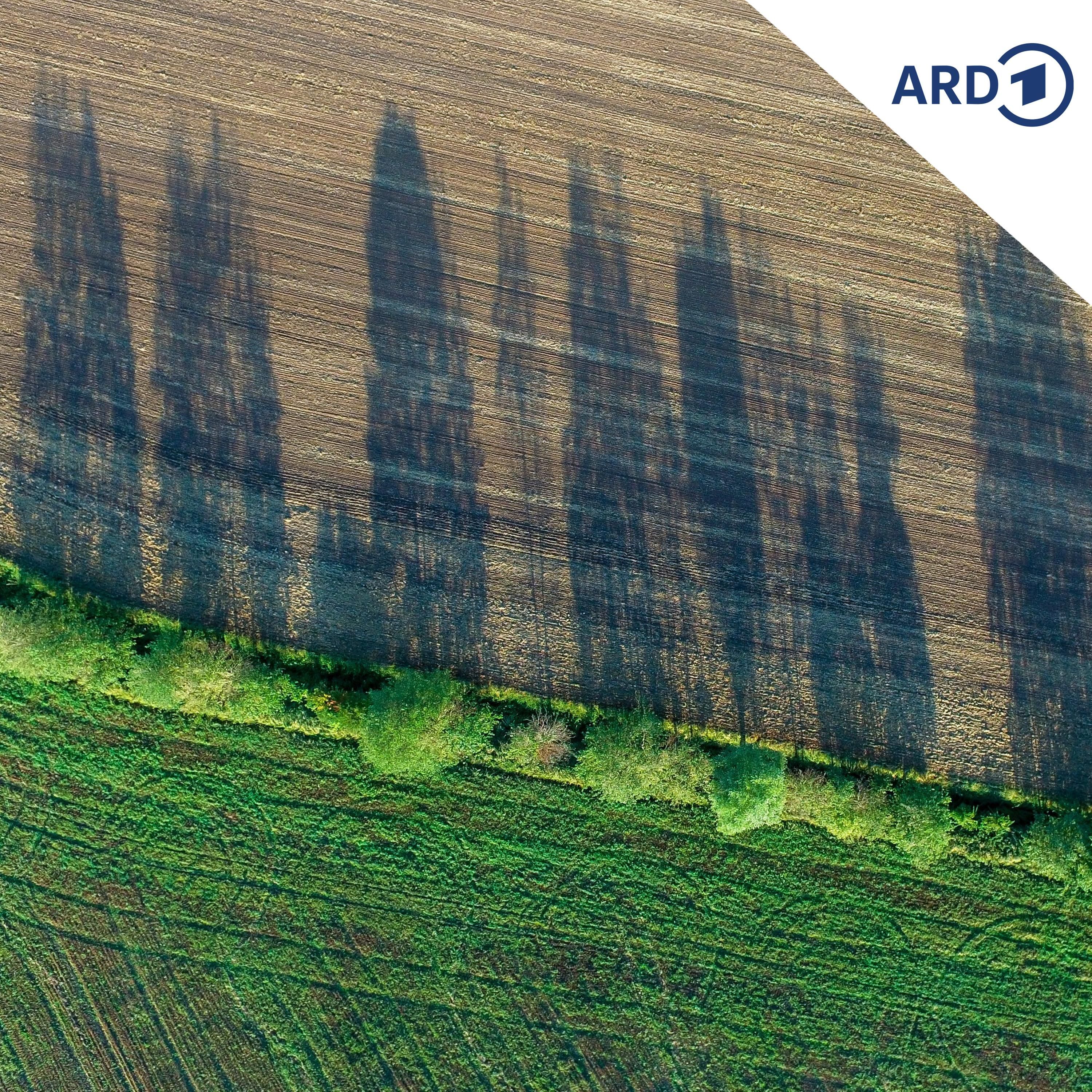 Hitze: Neue Konzepte für die Landwirtschaft