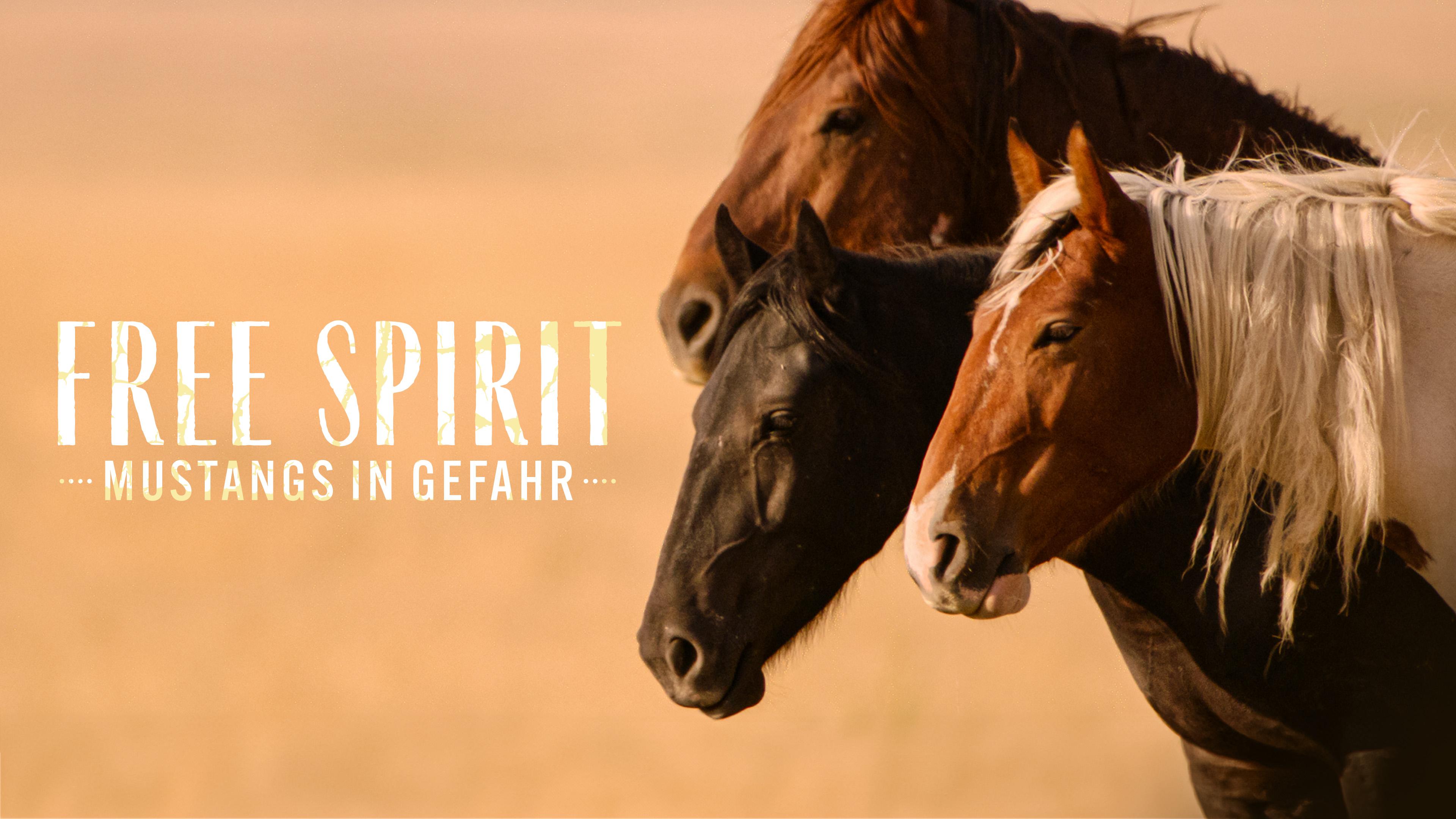 Free Spirit - Mustangs in Gefahr