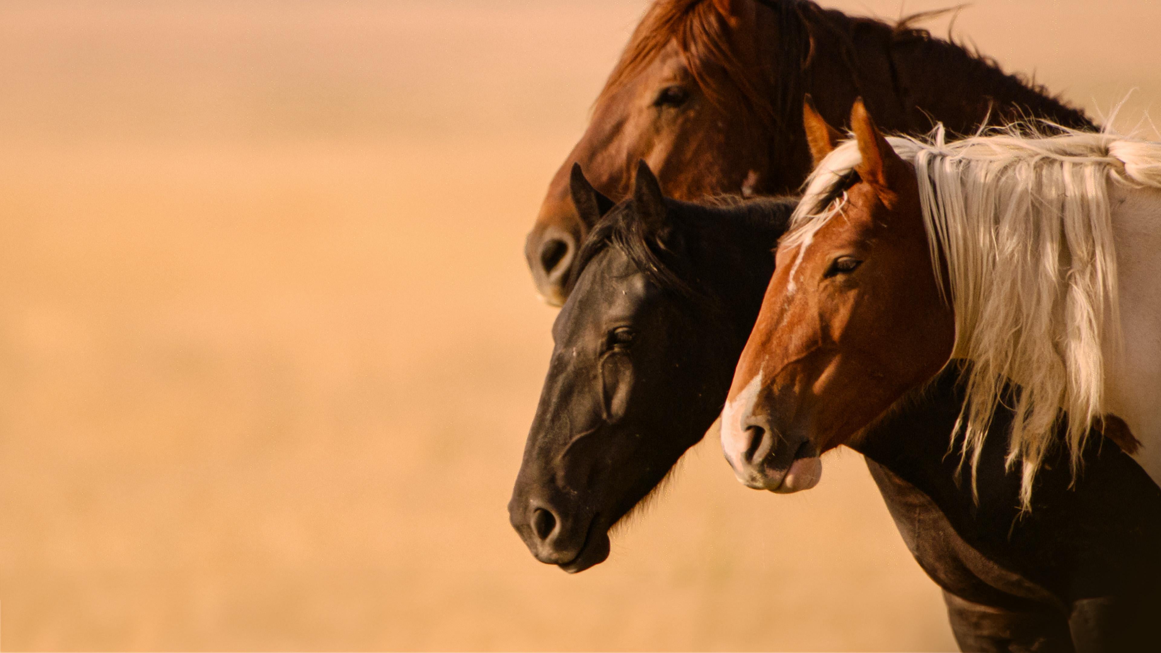 Free Spirit - Mustangs in Gefahr