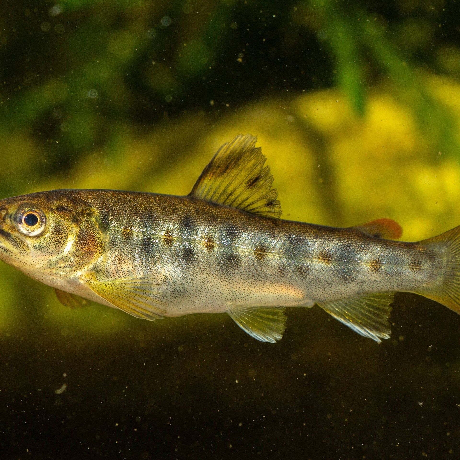 Heiße Flüsse und Seen: Fische und Ökosysteme in Gefahr