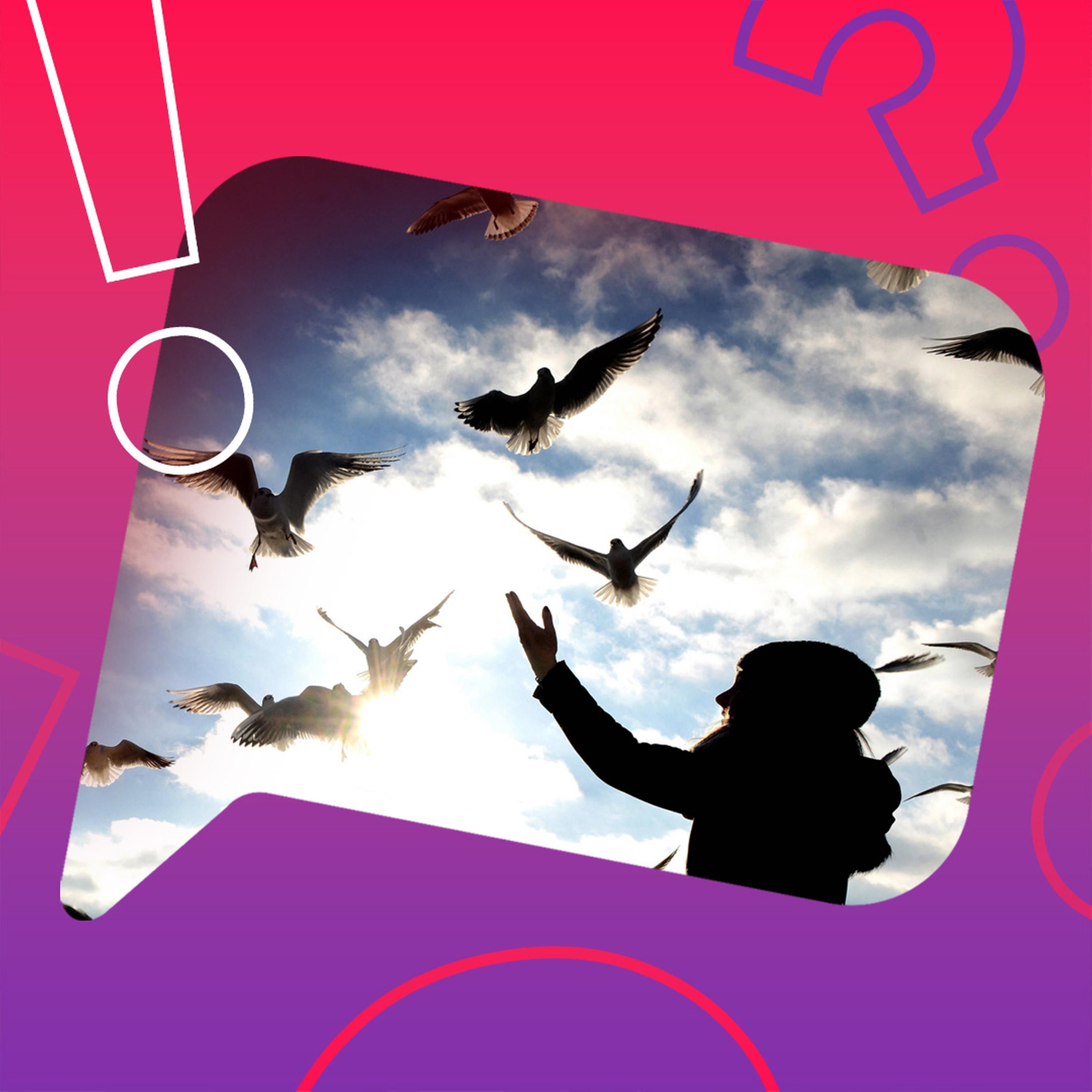 Haben Vögel mehr Angst vor Frauen als vor Männern?