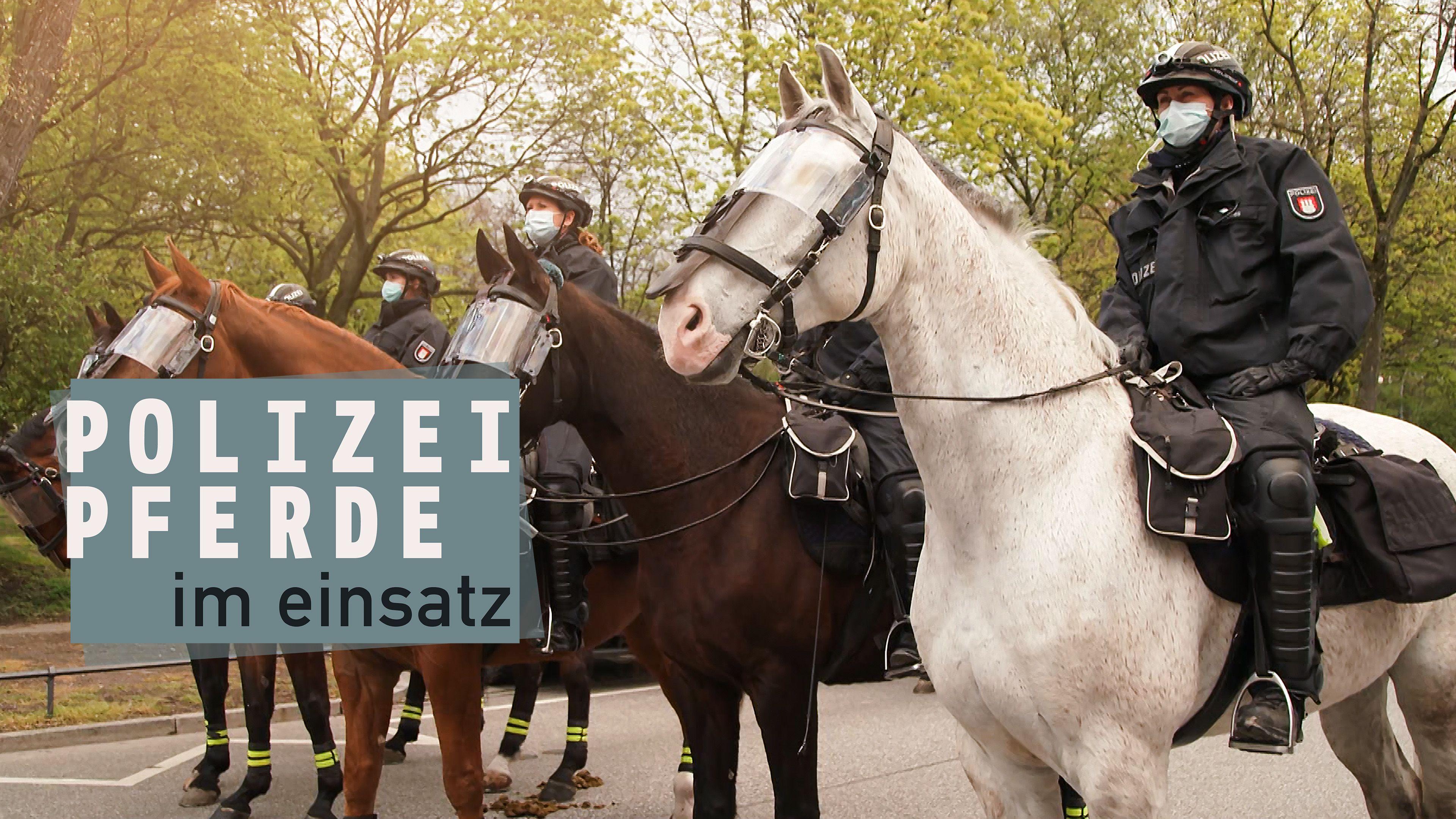 Polizeipferde im Einsatz