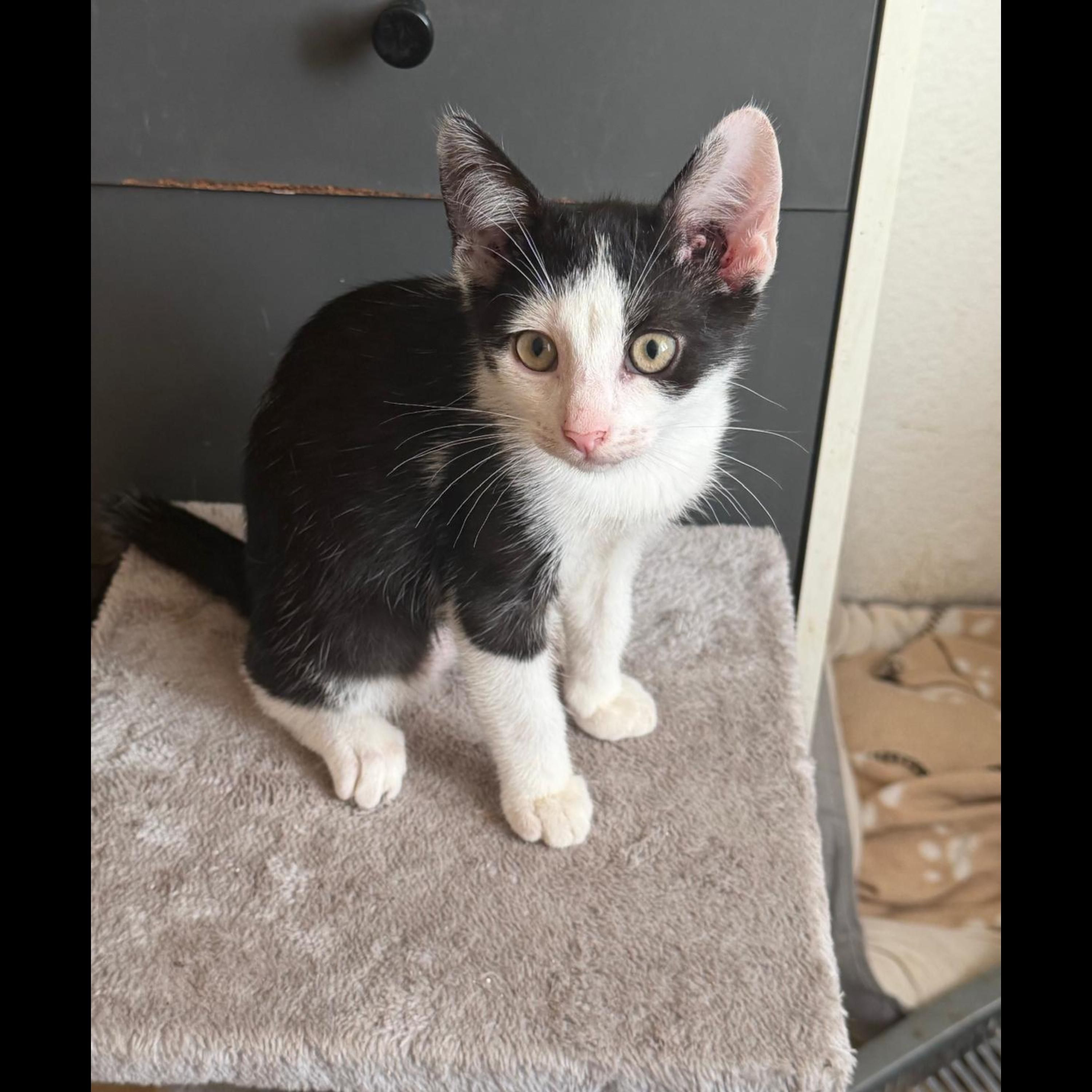 Die Mila ist weg. (Ein Kitten schon abgegeben)