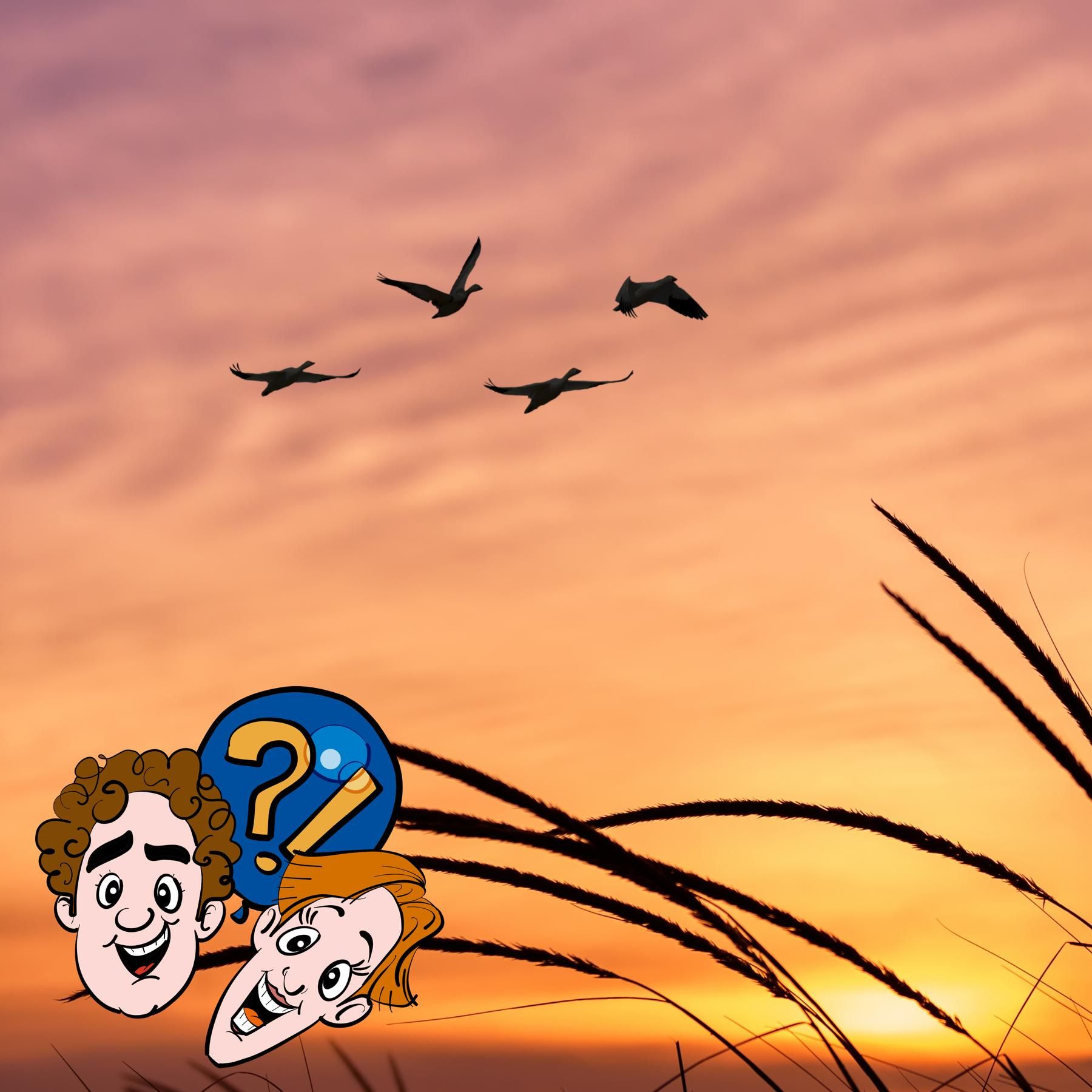 Sind Vögel am Morgen auch mal müde?
