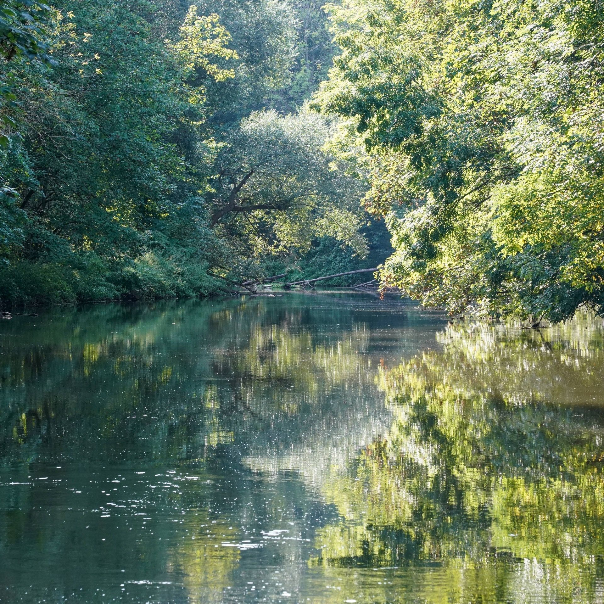 Wenn die Eichen Durst haben - Auwald im Klimawandel