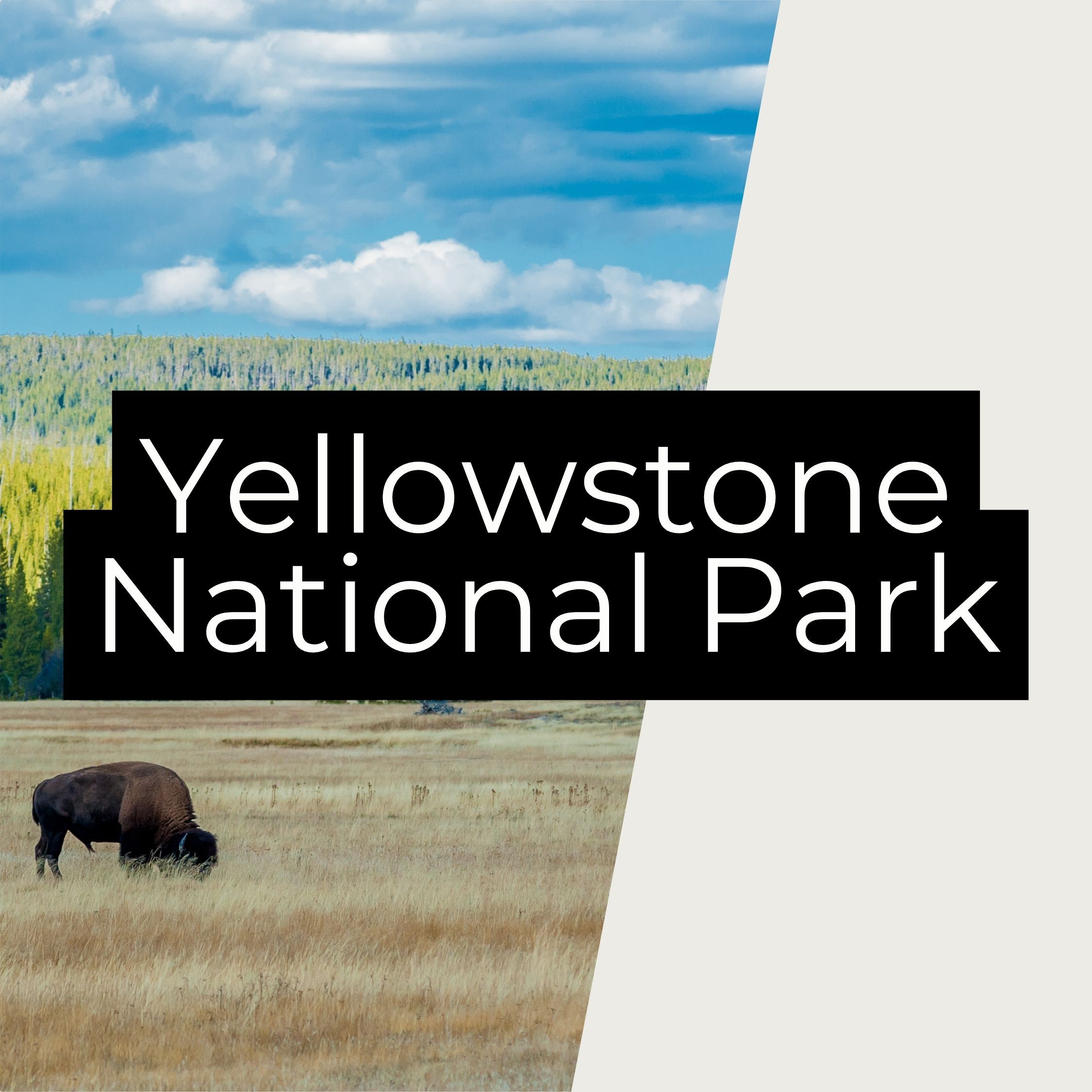 Yellowstone National Park: Natural Beauty with a Rough Start