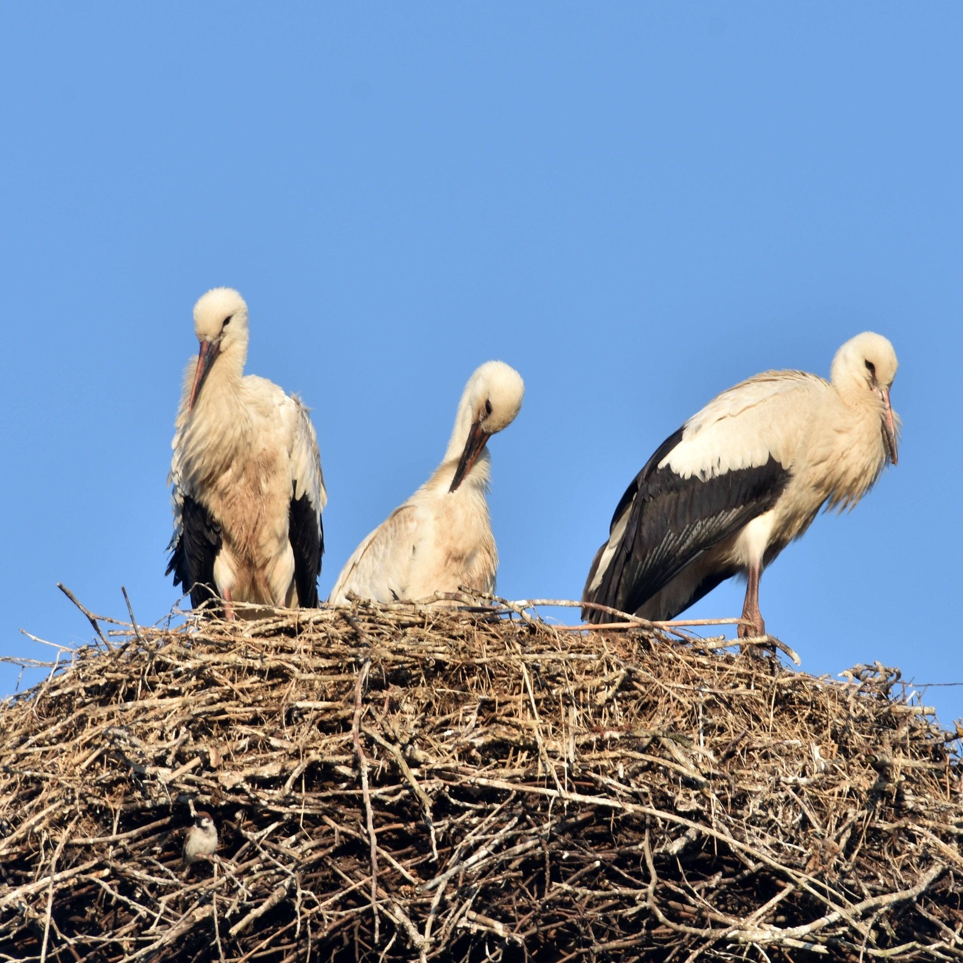 Storch-Rekord: So viele Brutpaare wie nie seit Aufzeichnungsbeginn