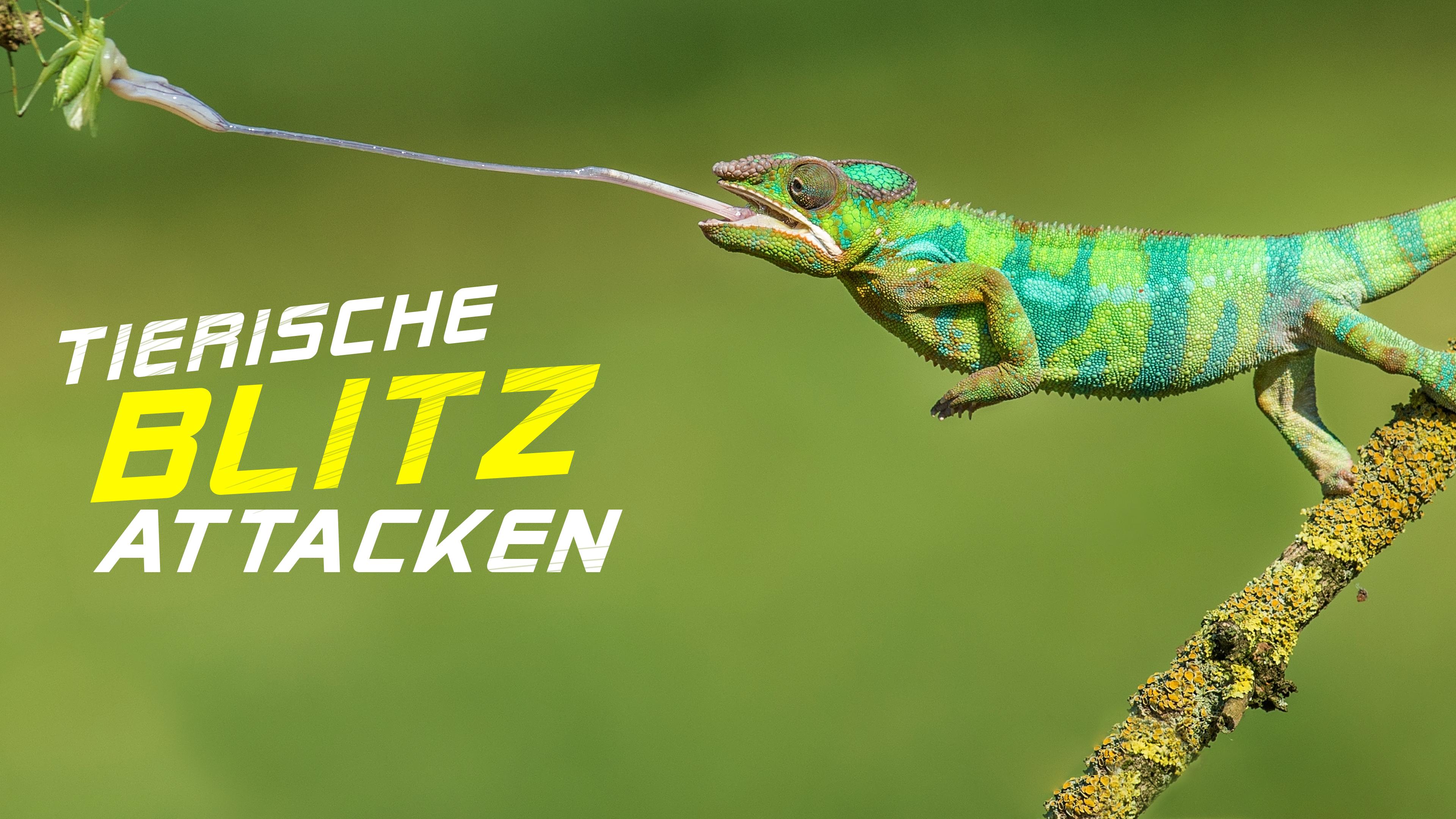 Tierische Blitzattacken