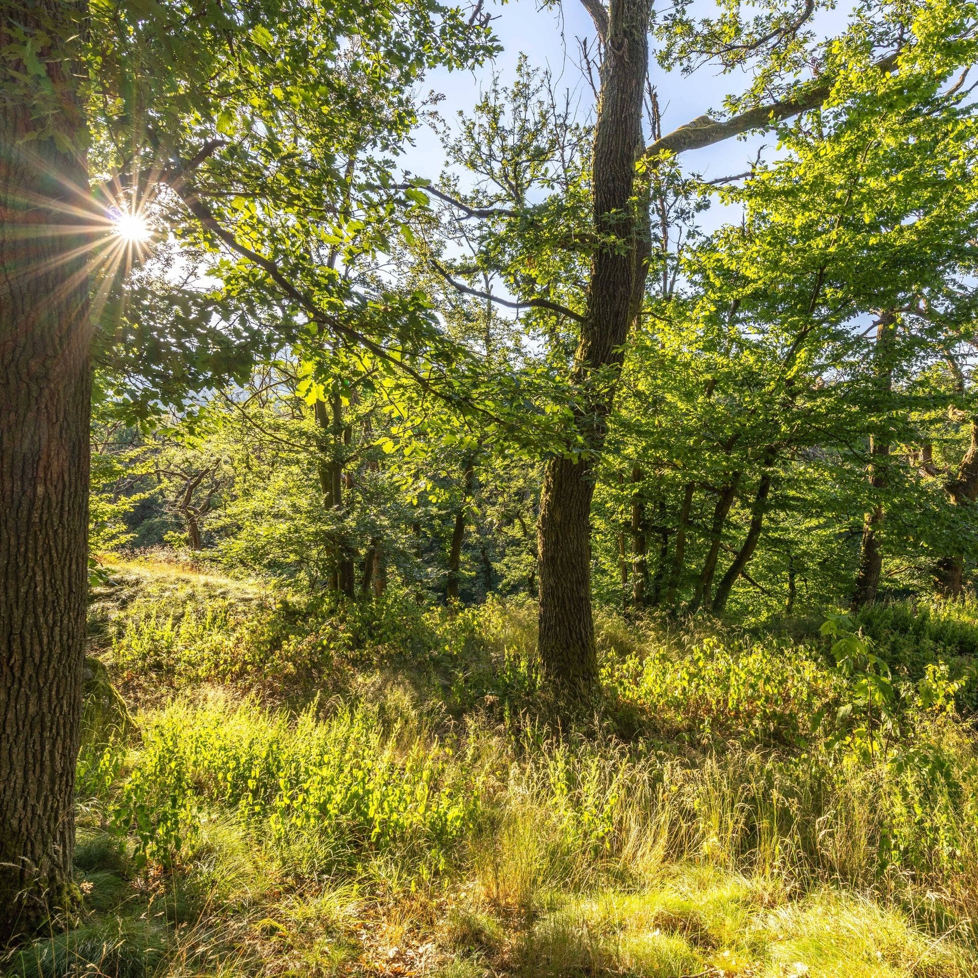 Klimawandel im Wald: Wie sich der Klang verändert