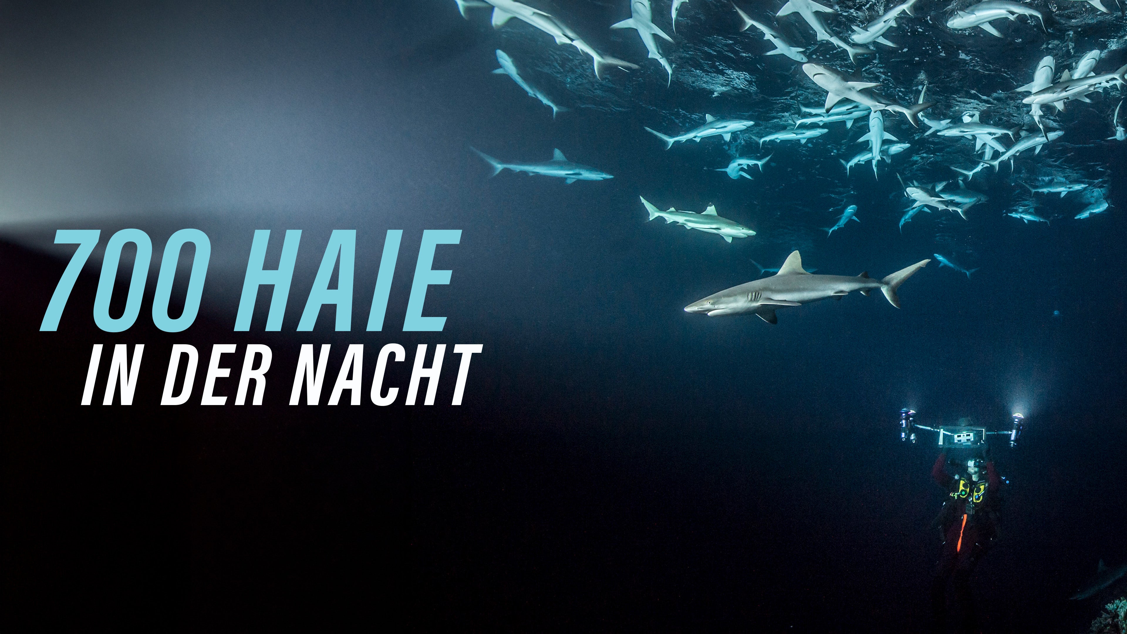 700 Haie in der Nacht