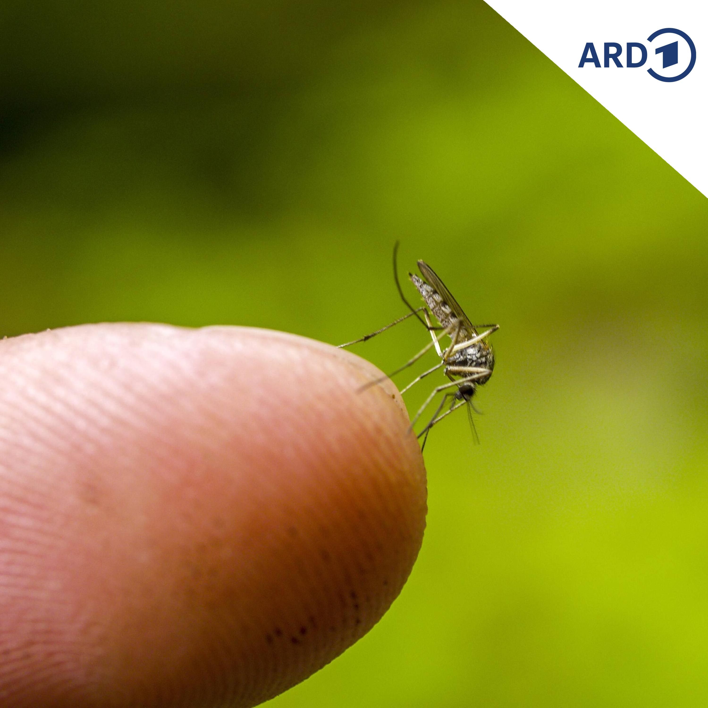 Auch heimische Mücken verbreiten West-Nil-Virus