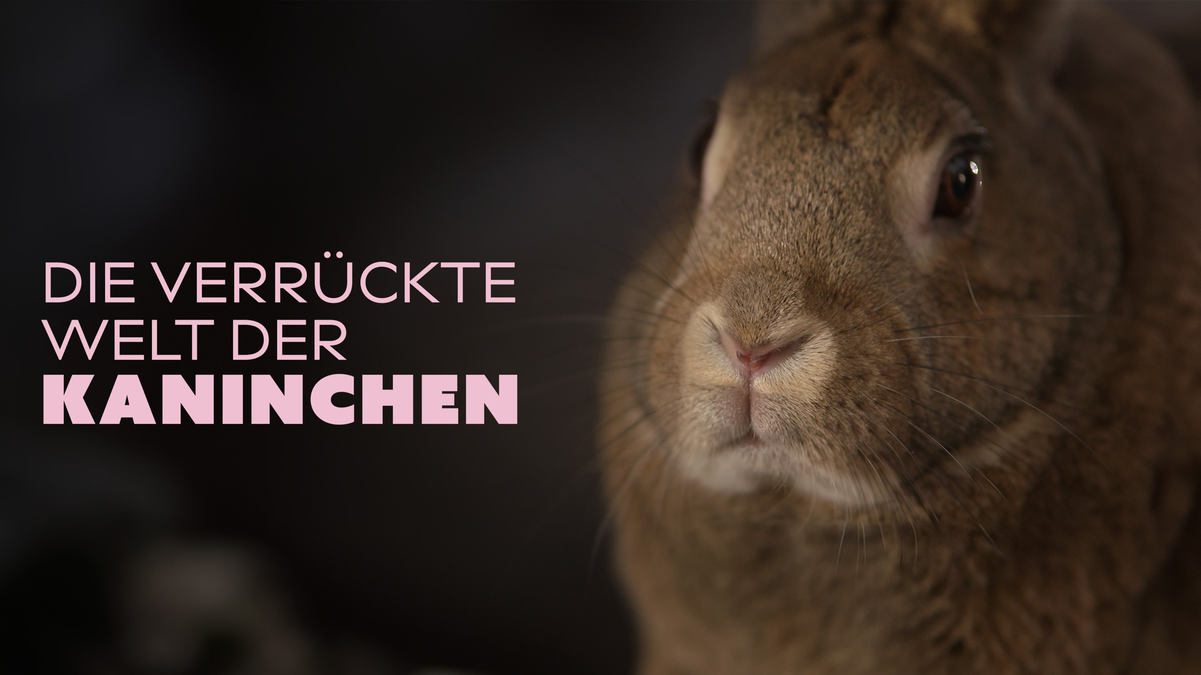 Die 	verrückte Welt der Kaninchen