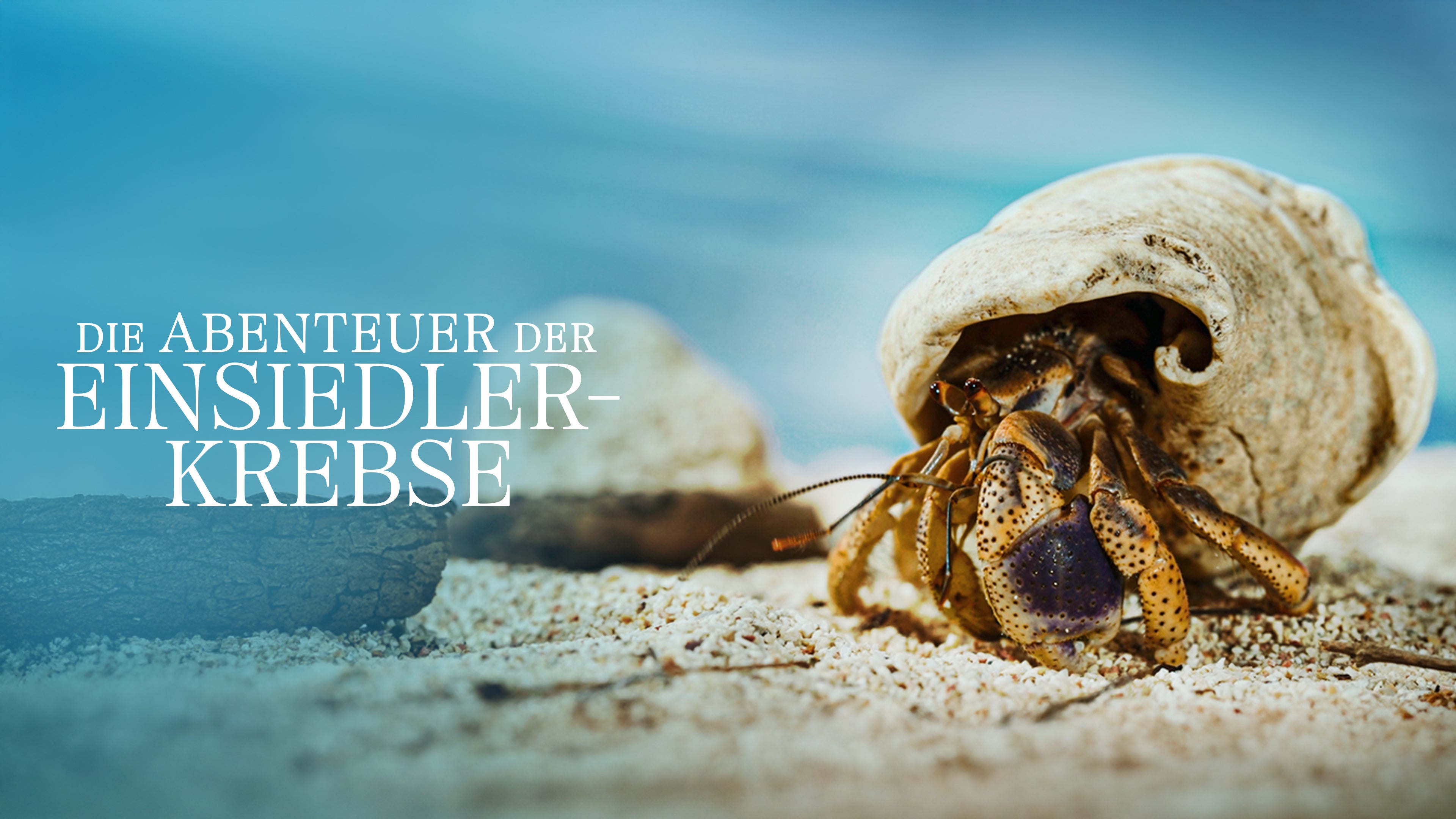 Die Abenteuer der Einsiedlerkrebse