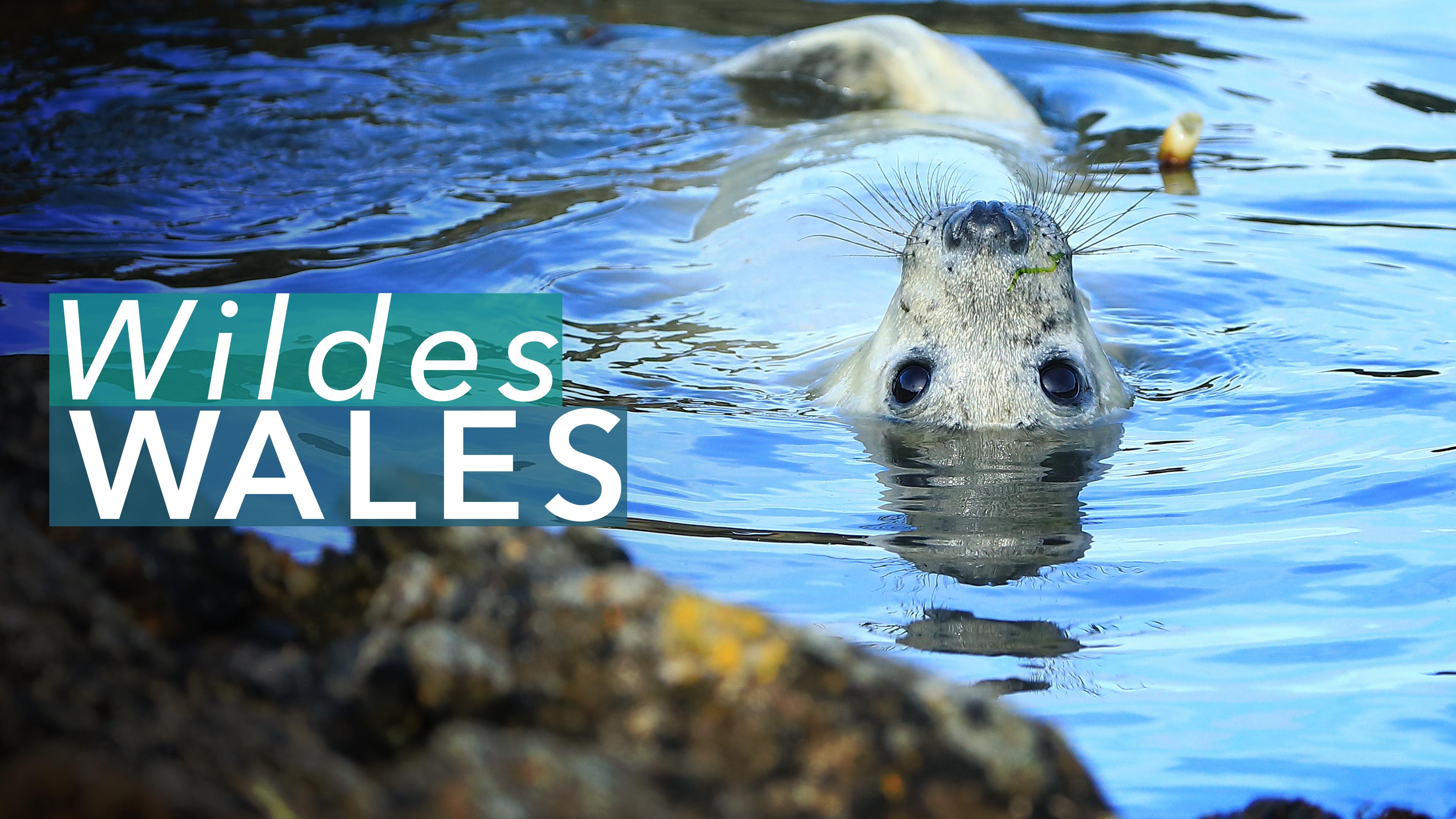 Wildes Wales