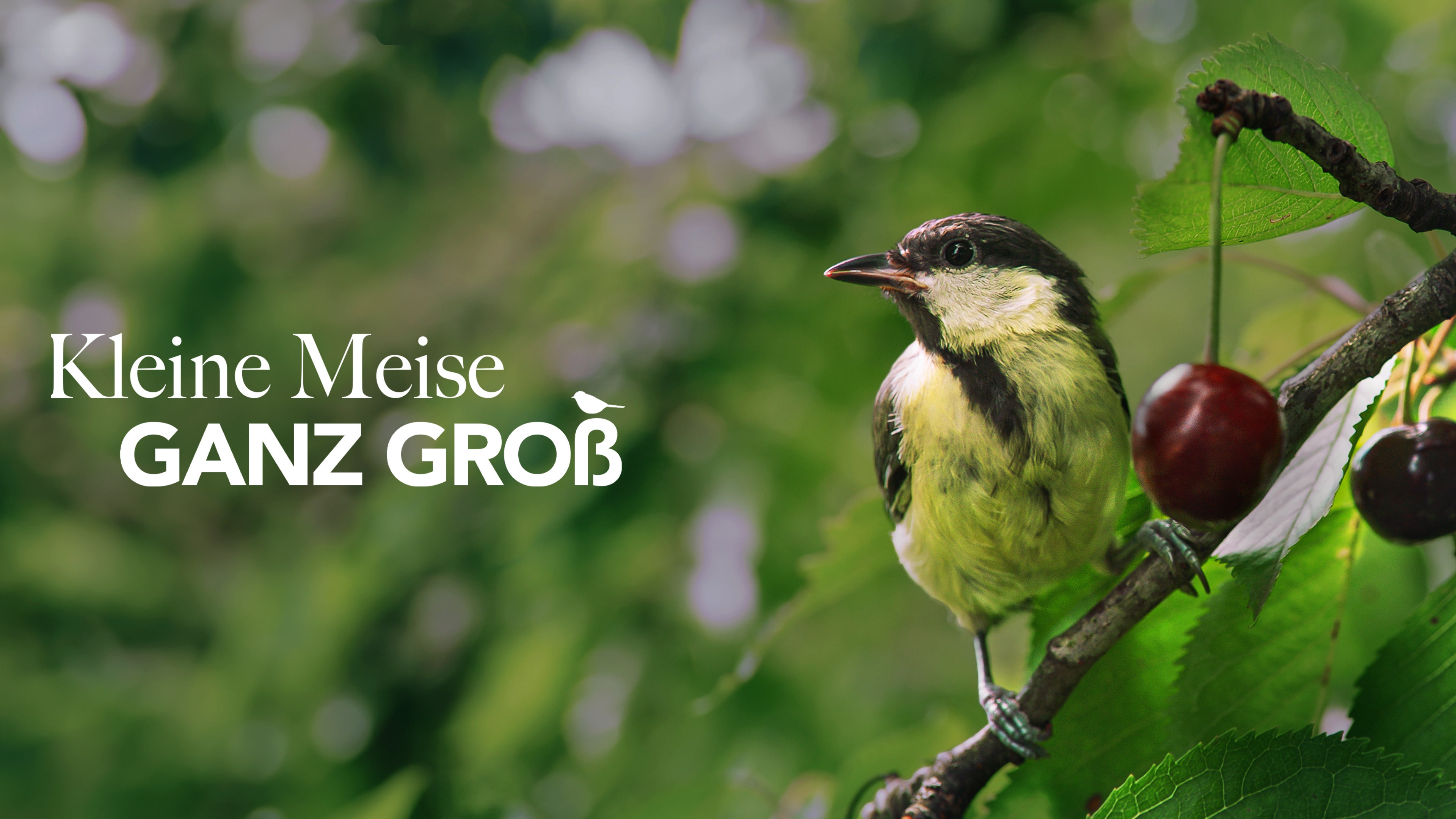 Kleine Meise ganz groß