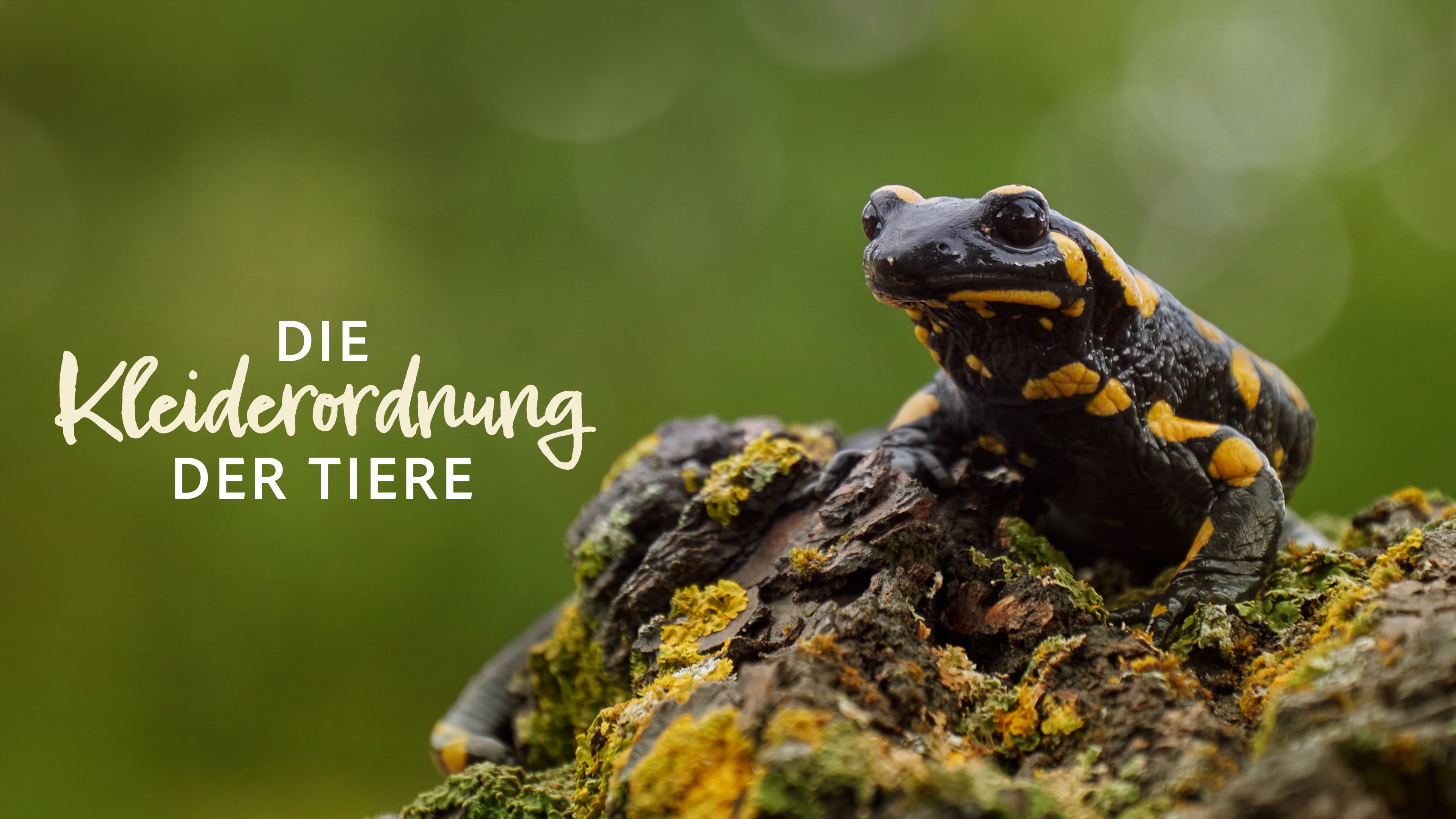 Die Kleiderordnung der Tiere