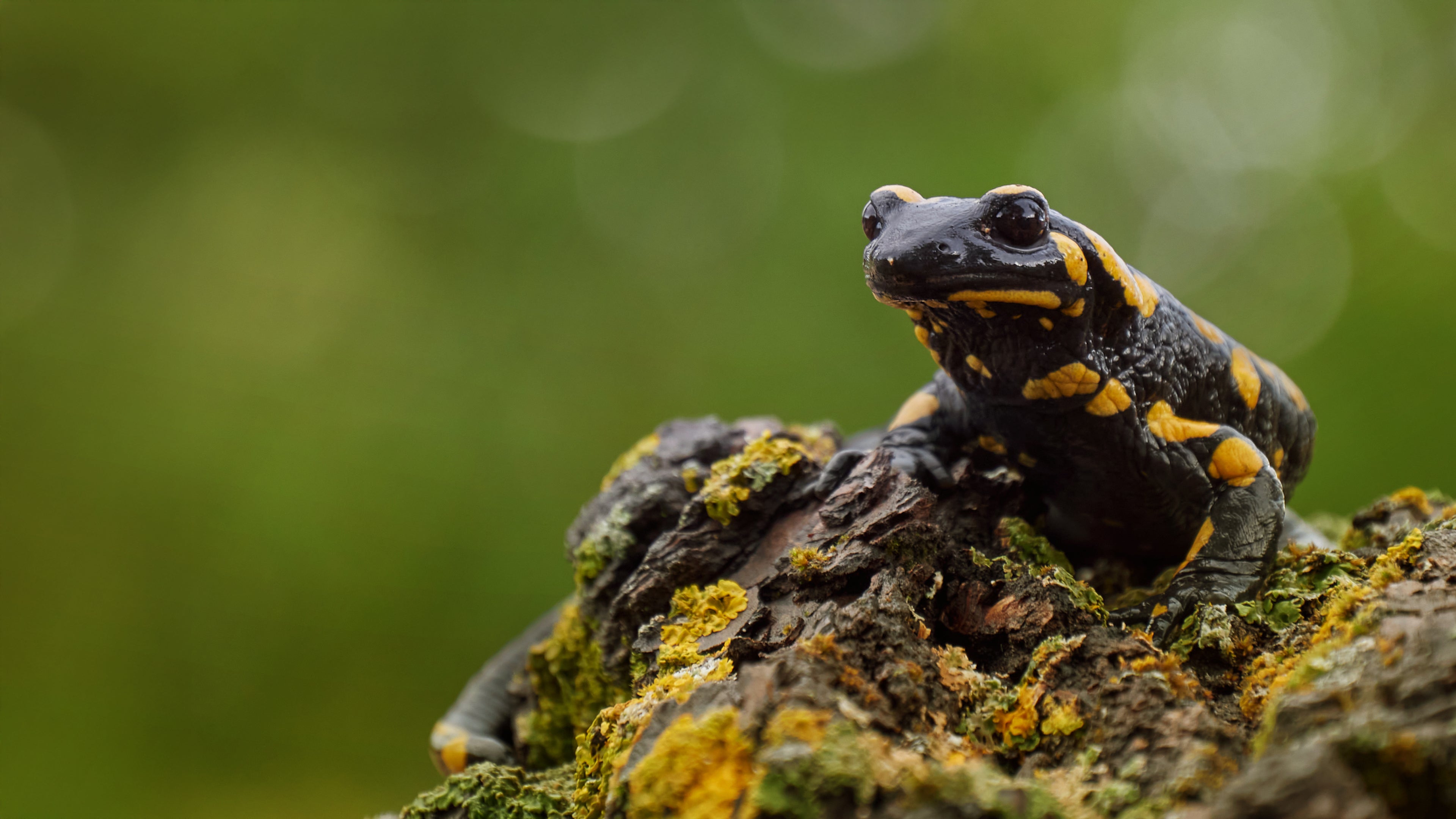 Die Kleiderordnung der Tiere