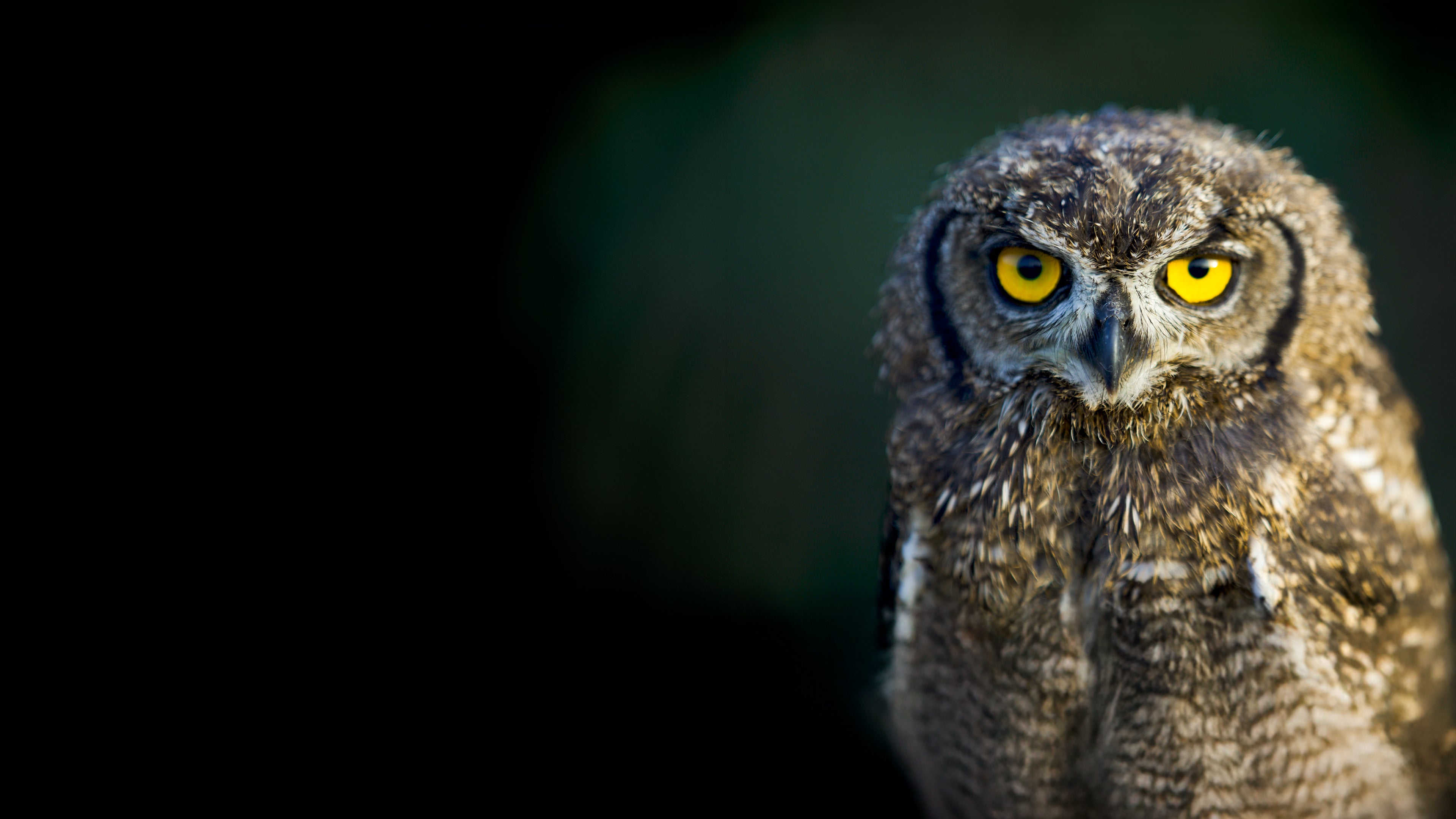 Legenden der Lüfte