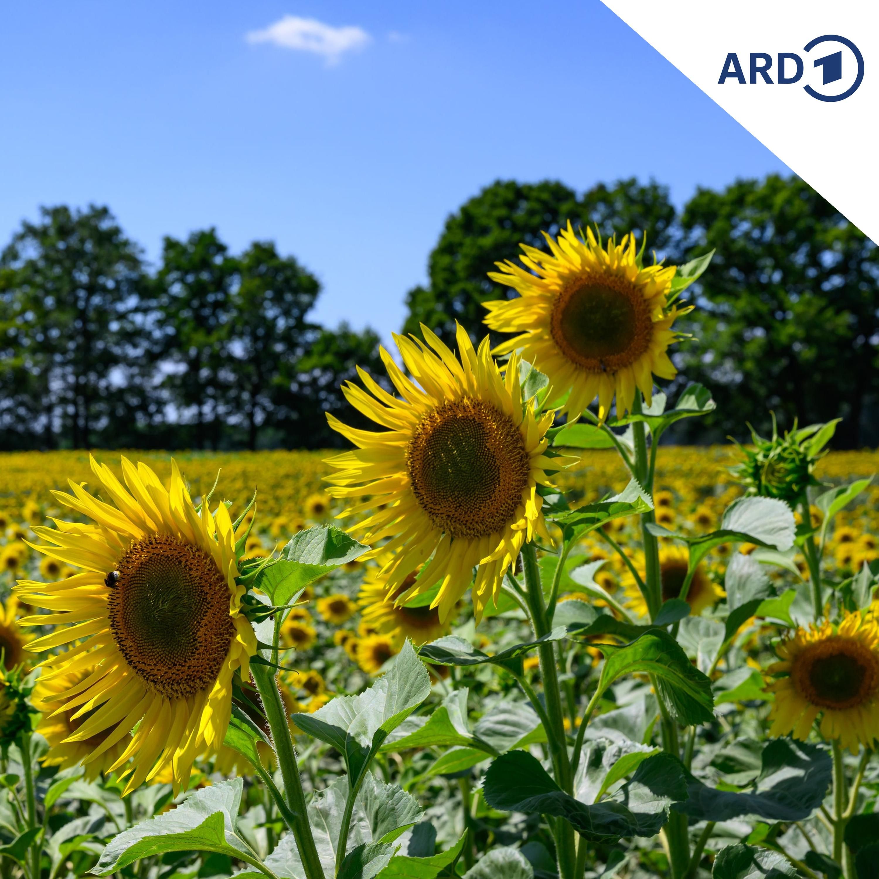 Warum die Sonnenblume bei Landwirten immer beliebter wird