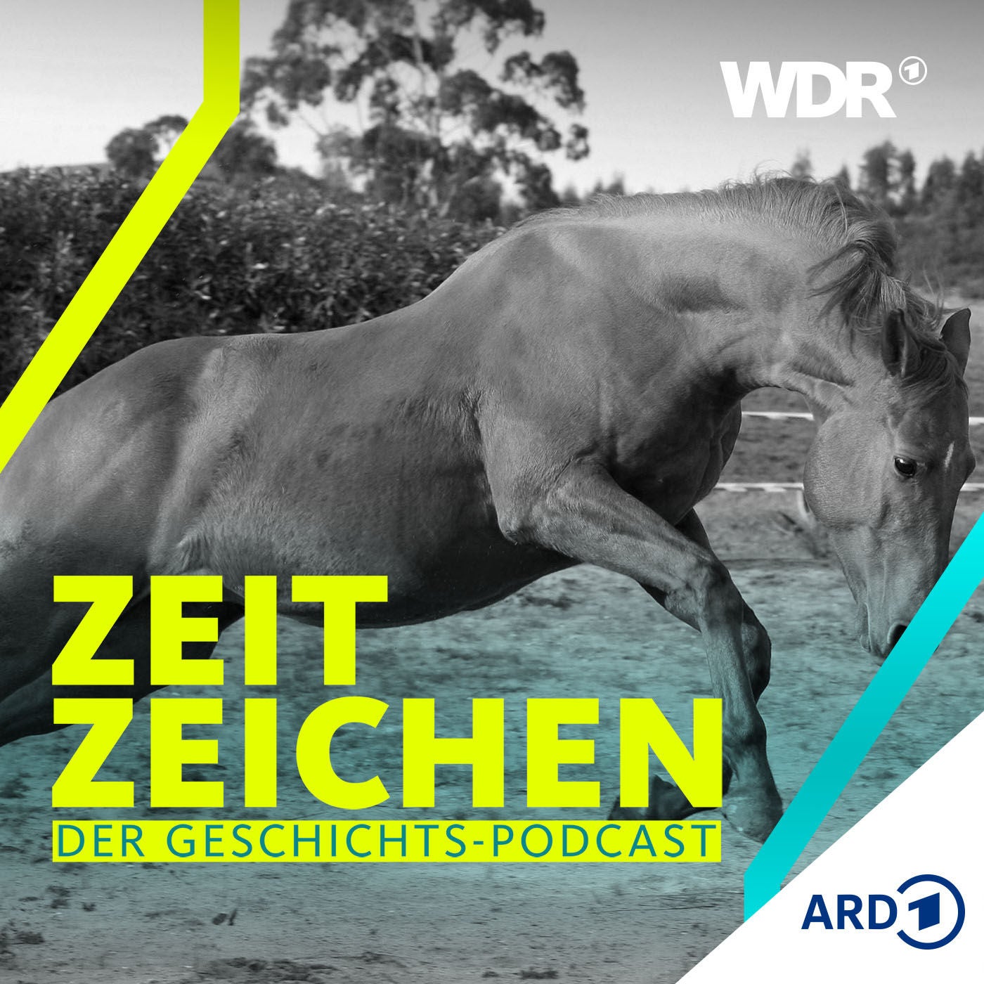 Vielseitige Pferde: Der lange Ritt der Trakehner