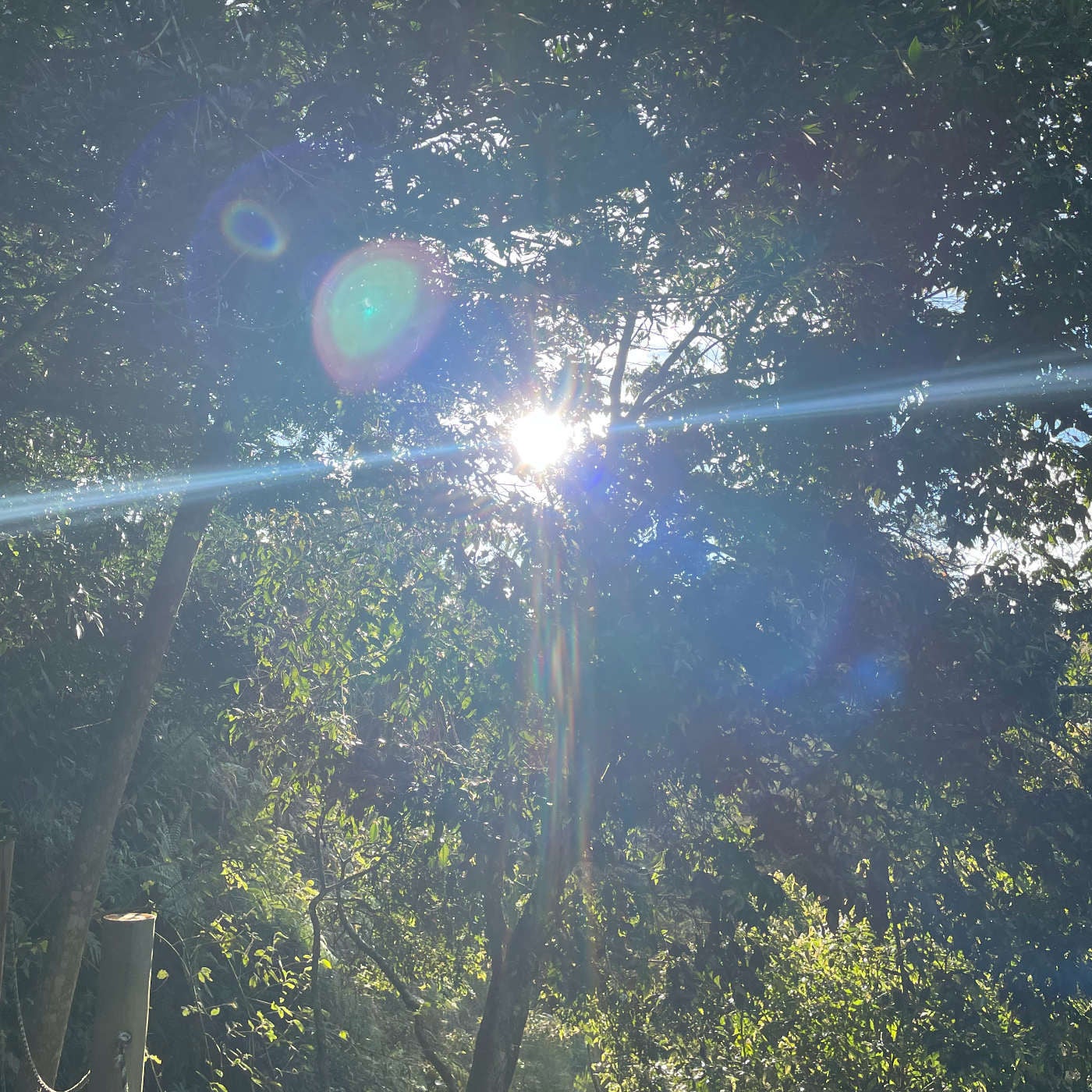 Fr, 24.07. - Die letzte Sonne im Blätterwerk: Traumreise zum Einschlafen am Waldrand