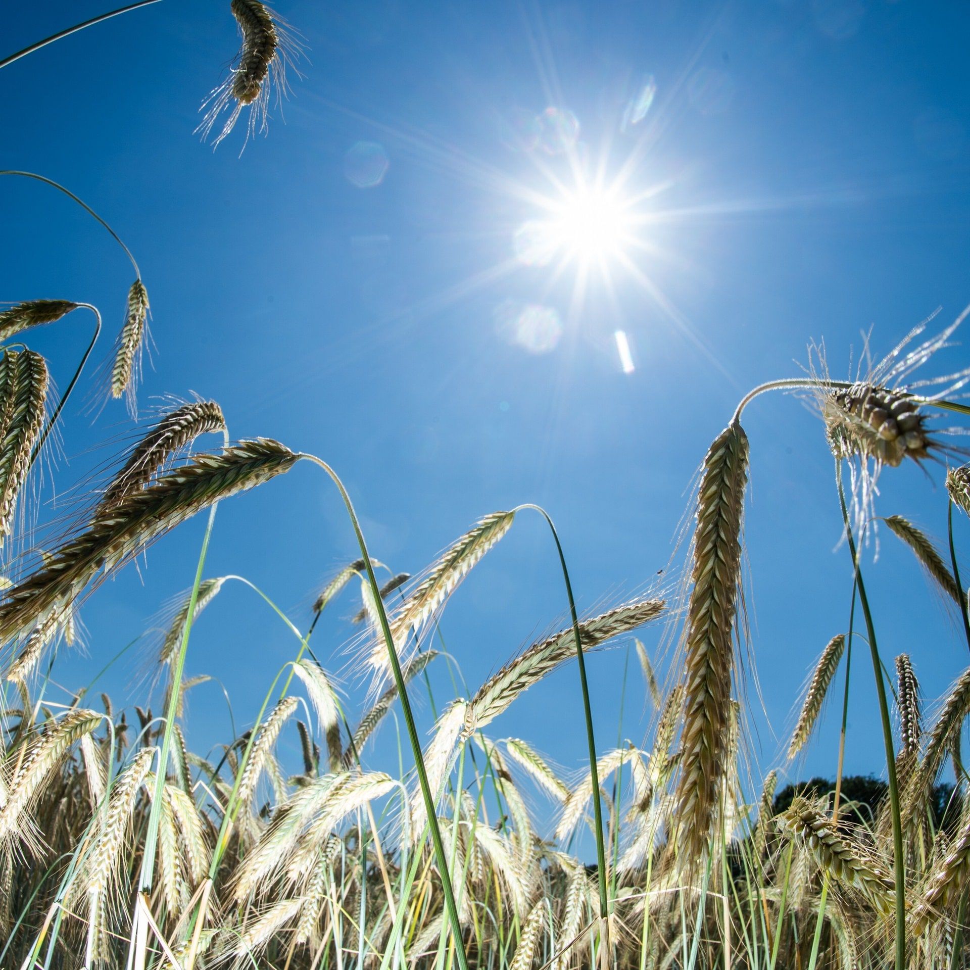 Dürre in Deutschland und Europa - Ist das der Klimawandel oder der normale Lauf der Dinge im Sommer?