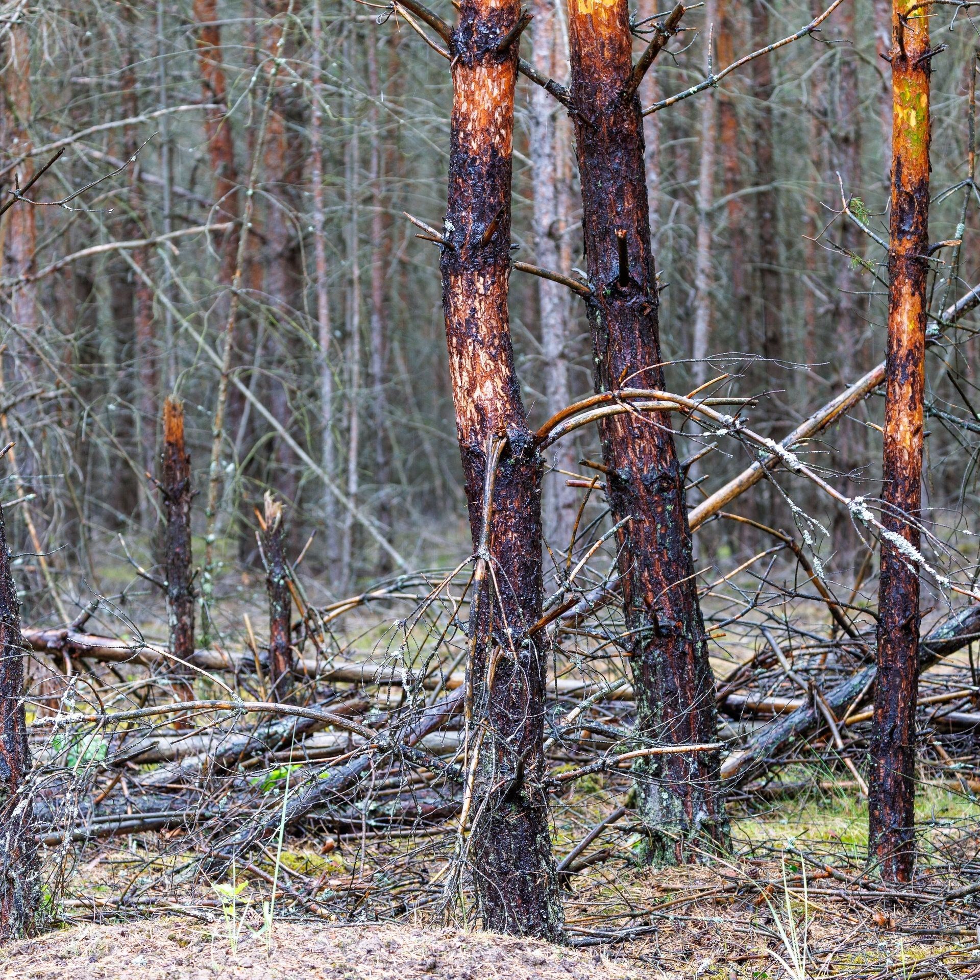 Aus der Asche – Braucht der neue Wald den Menschen?