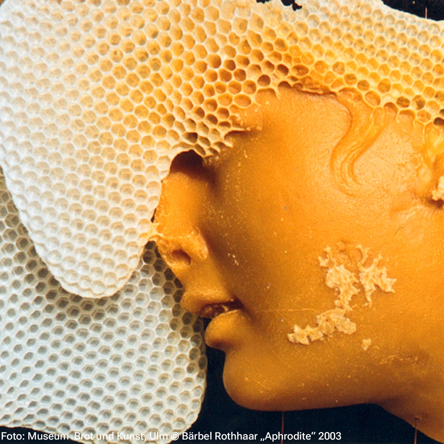 Honig für Kunst und Gesellschaft. Wie Bienen uns inspirieren