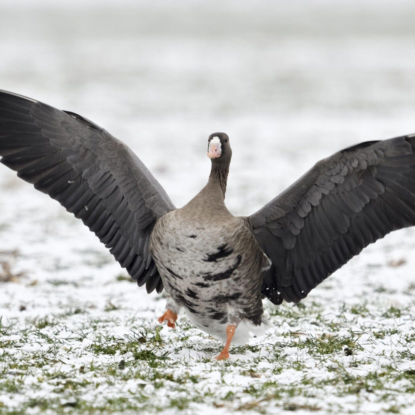 Die Tierdocs: Entenvogel ist hochnäsig