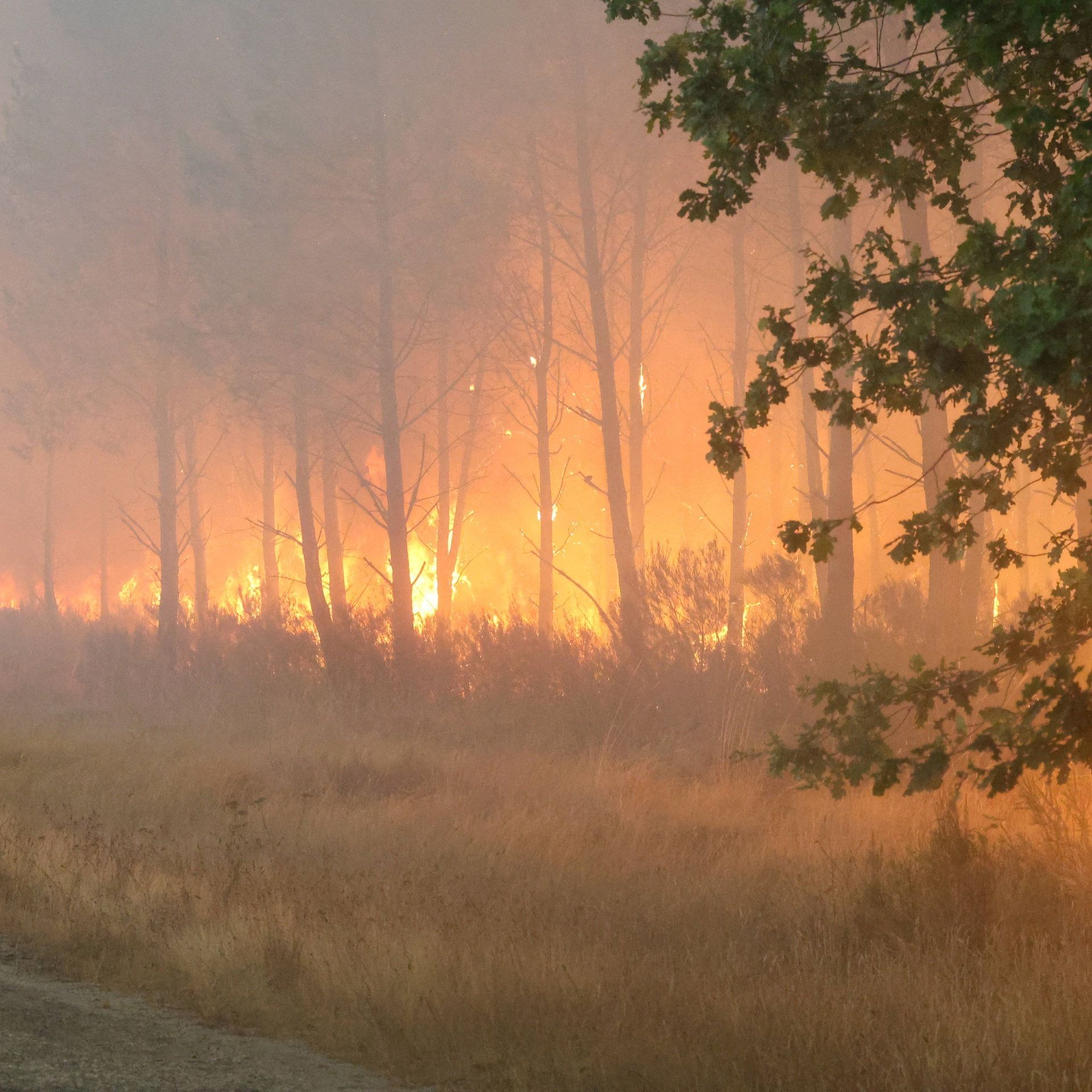 Waldbrände in Europa - Nach der Hitze kommt das Feuer
