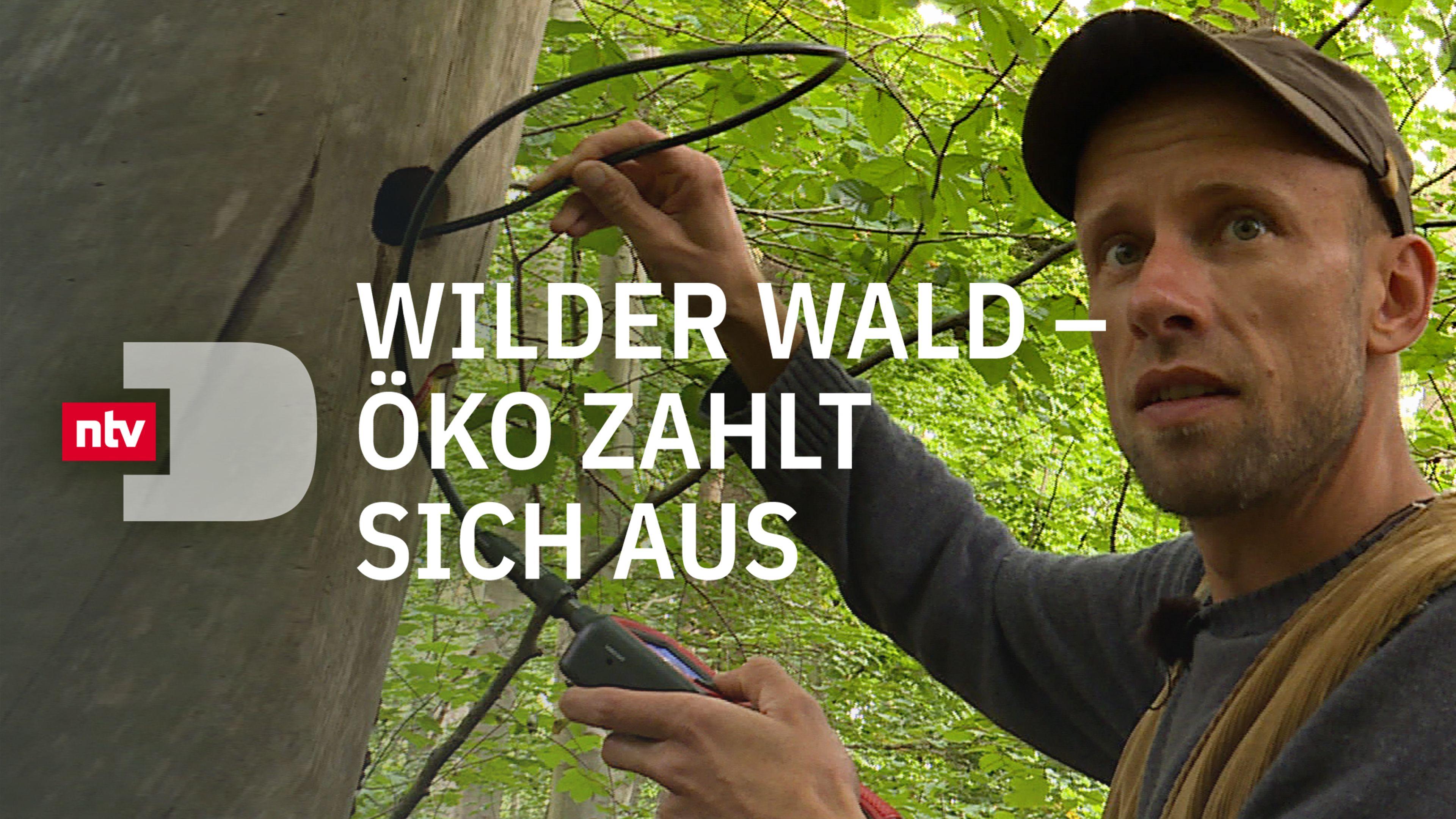 Wilder Wald - Öko zahlt sich aus