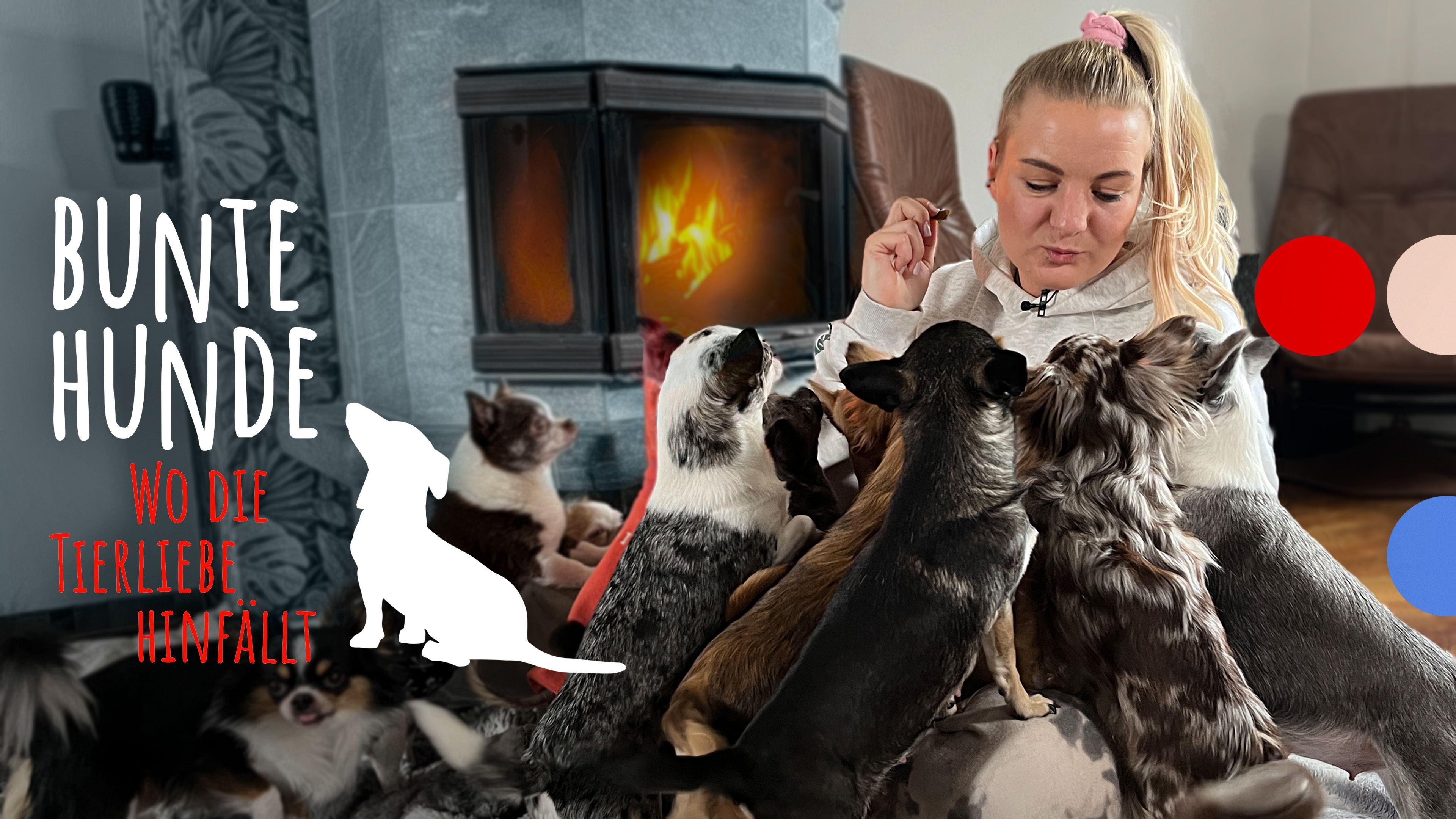 Bunte Hunde - Wo die Tierliebe hinfällt