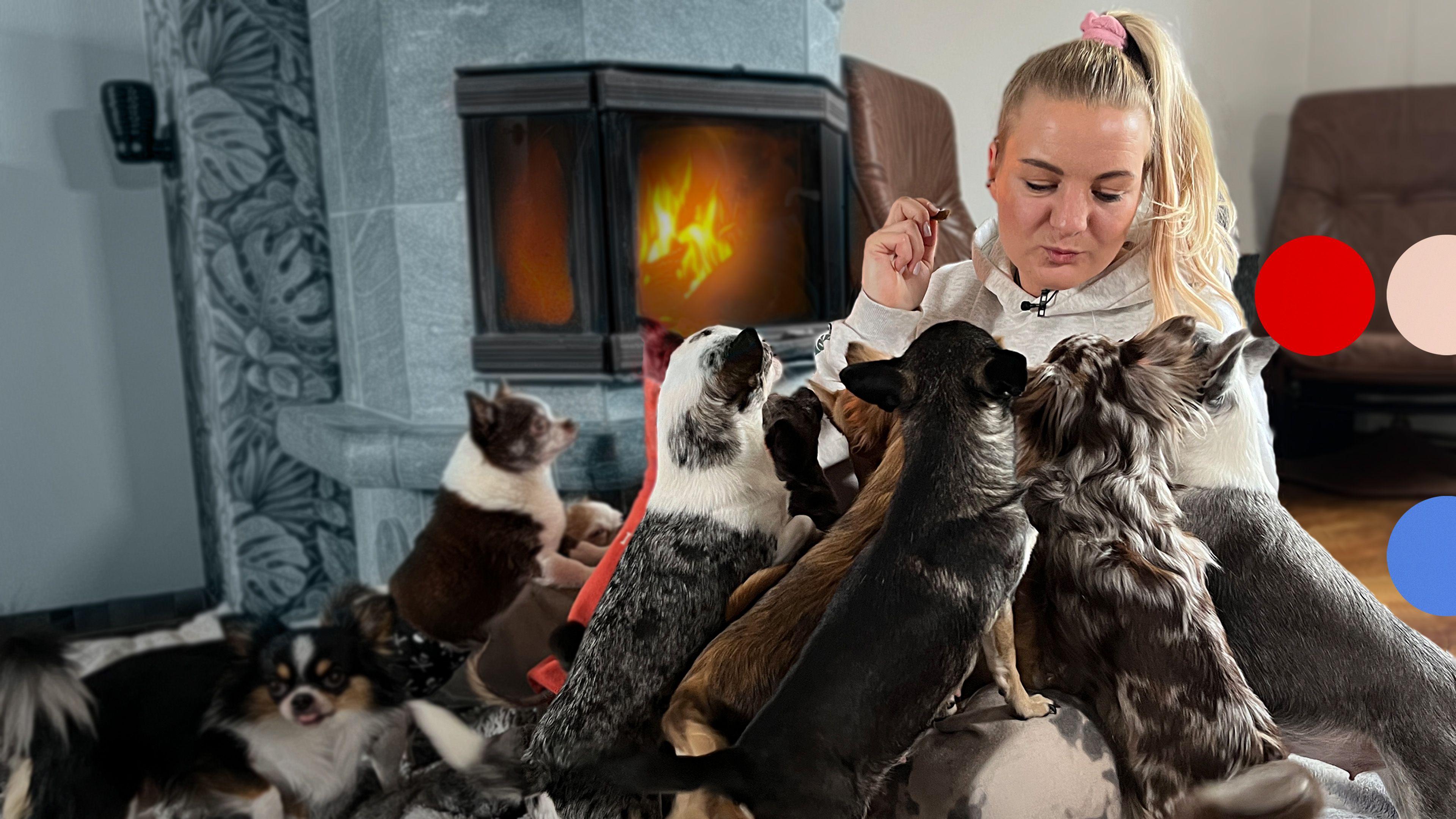 Bunte Hunde - Wo die Tierliebe hinfällt