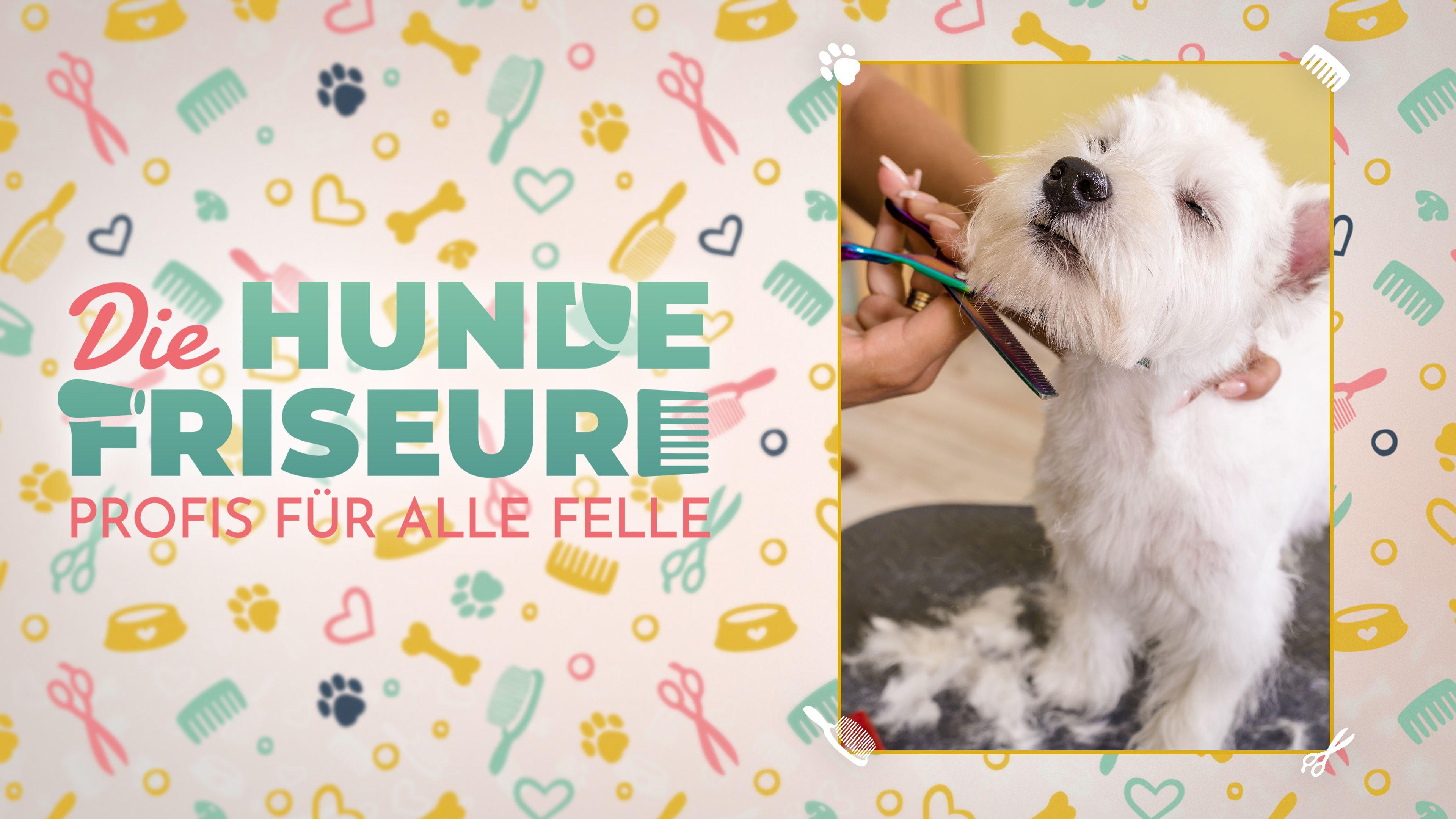 Die Hundefriseure