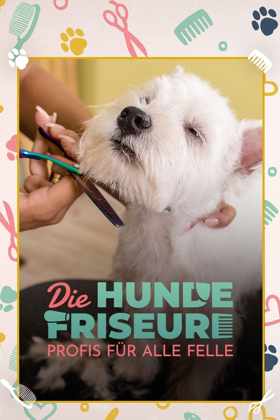 Die Hundefriseure