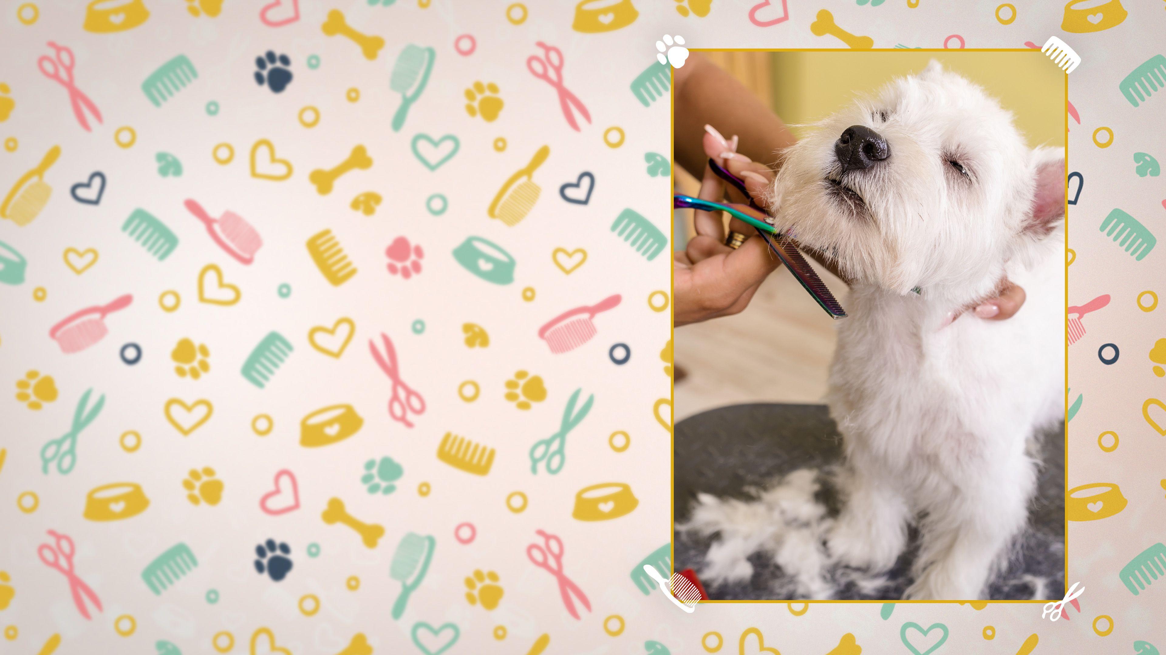 Die Hundefriseure