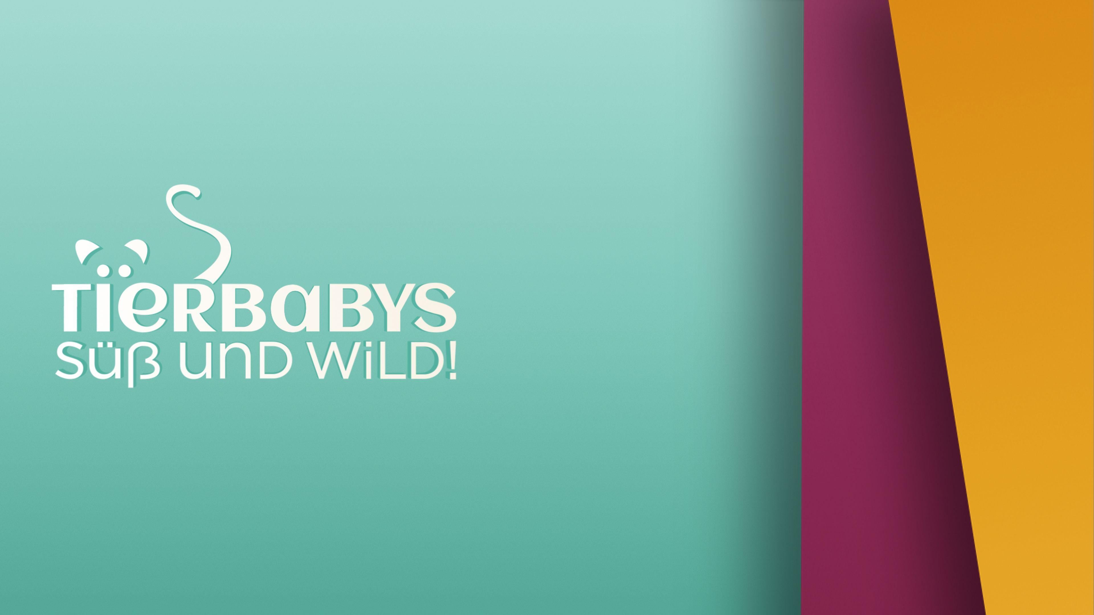 Tierbabys - süß und wild!