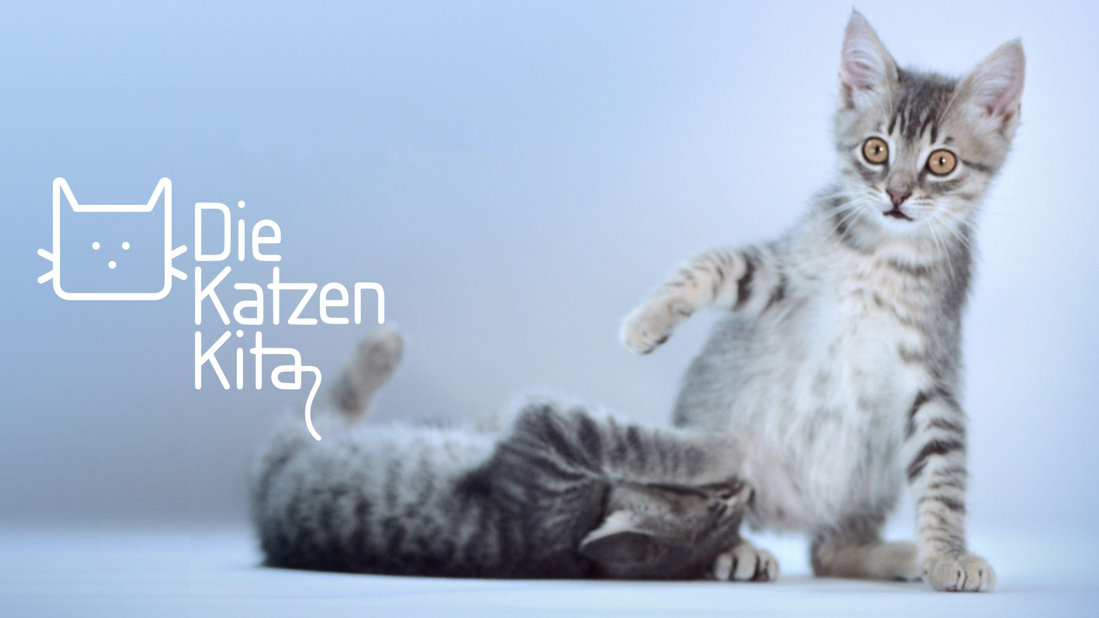 Die Katzen-Kita