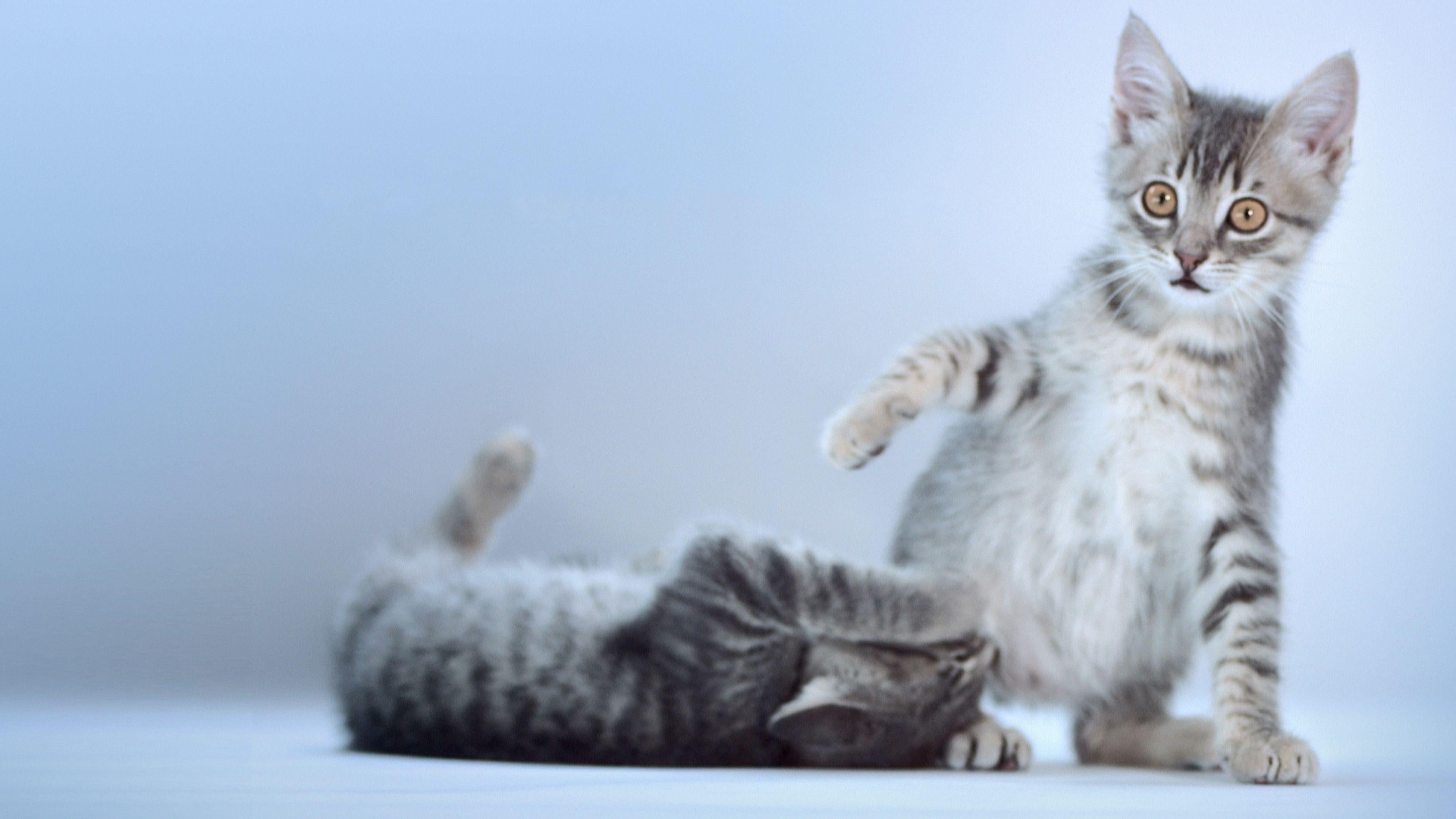 Die Katzen-Kita