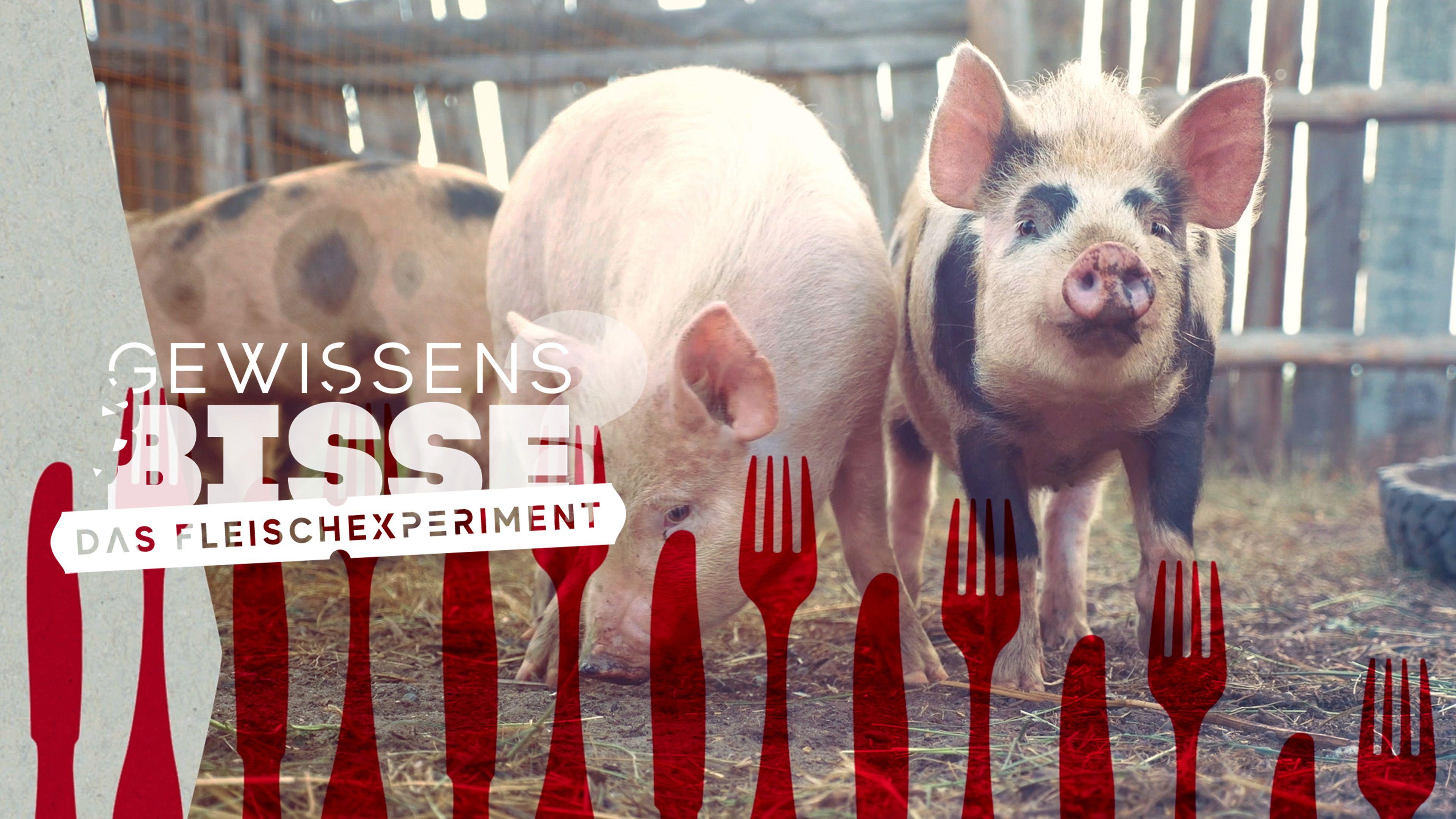 GewissensBISSE - Das Fleischexperiment